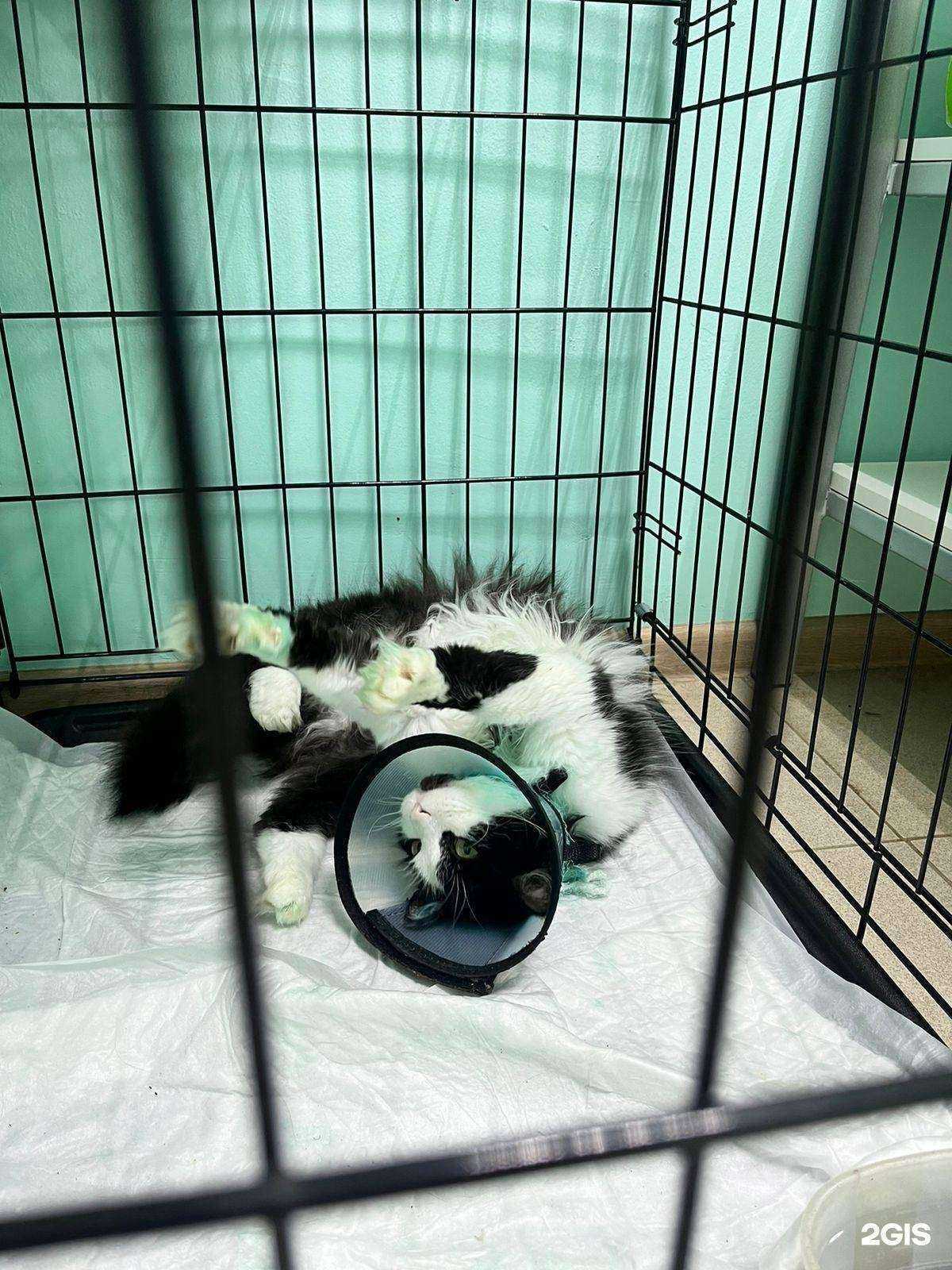 Отзывы на компанию Medical-Vet в Владимире c фото