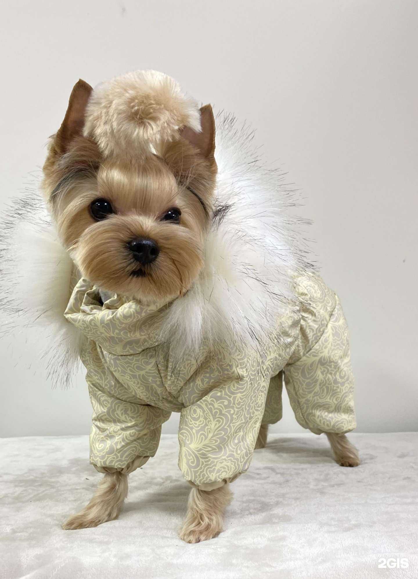 Отзывы на компанию Модная собачка в г. Тула c фото