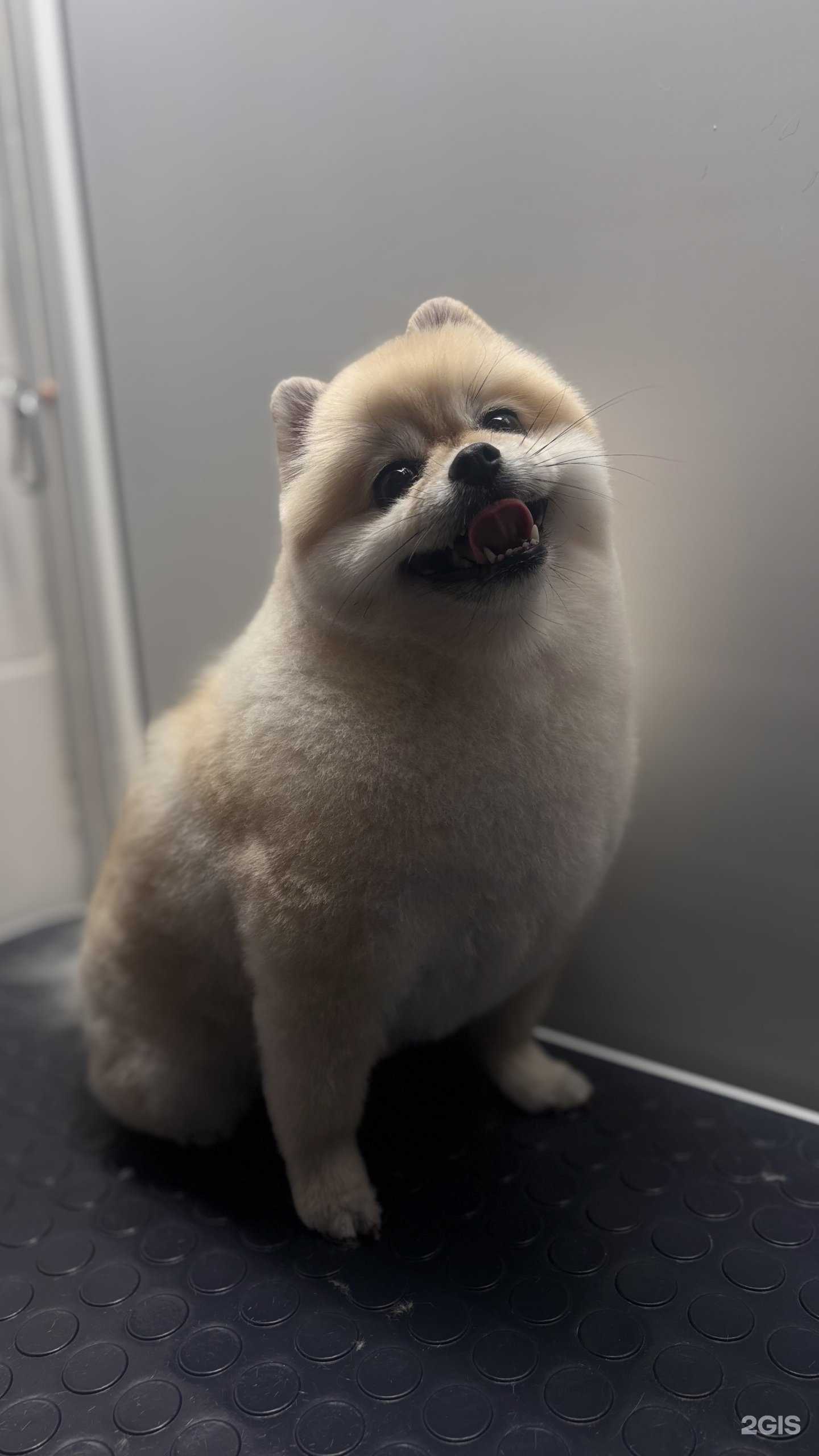 Отзывы на компанию Зоопарикмахерская в Казани c фото