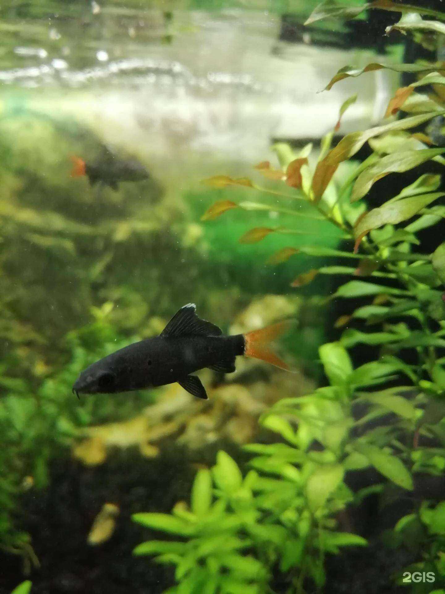 Отзывы на компанию Ваш питомец в Саратове c фото