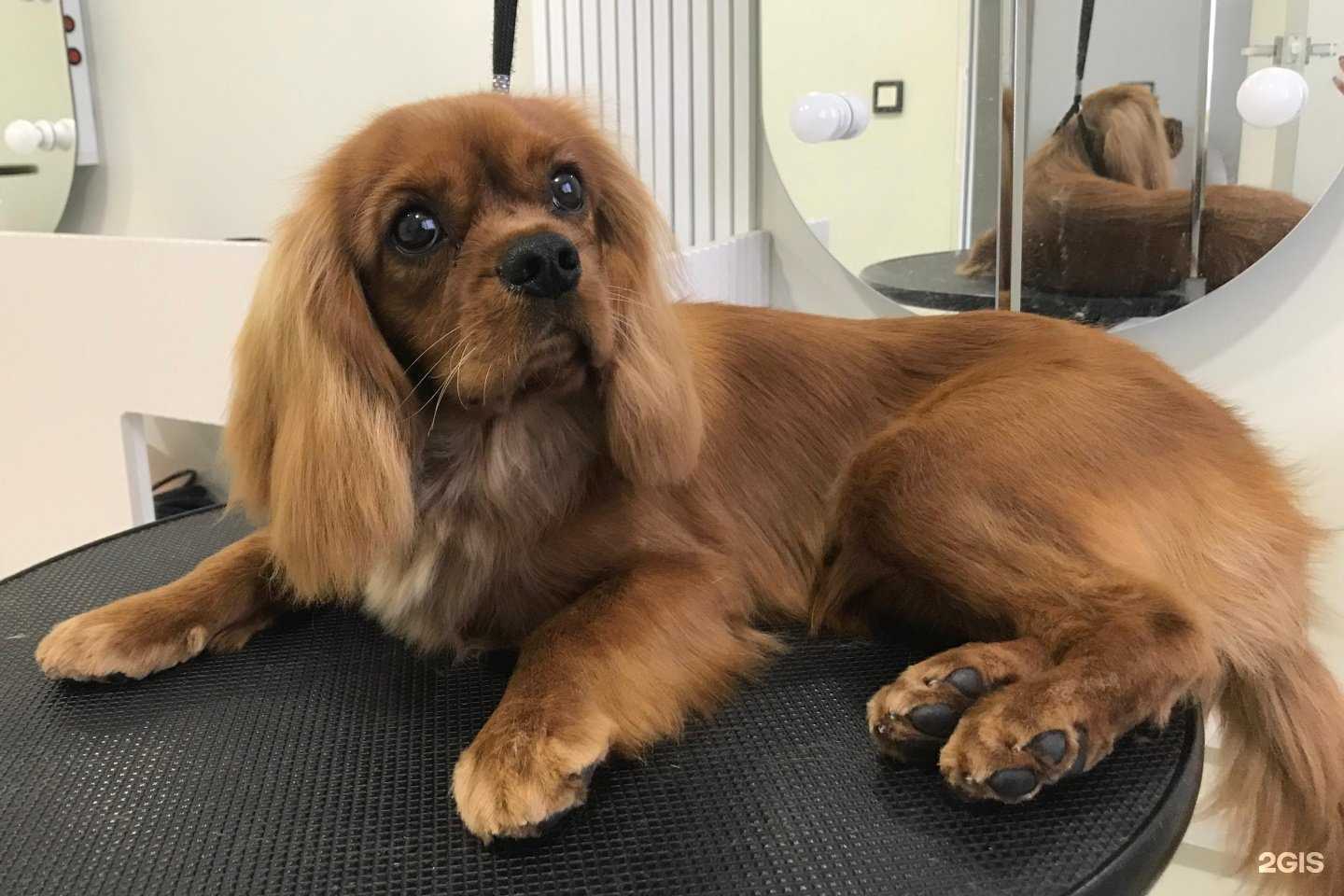 Отзывы на компанию Котопес в г. Альметьевск c фото