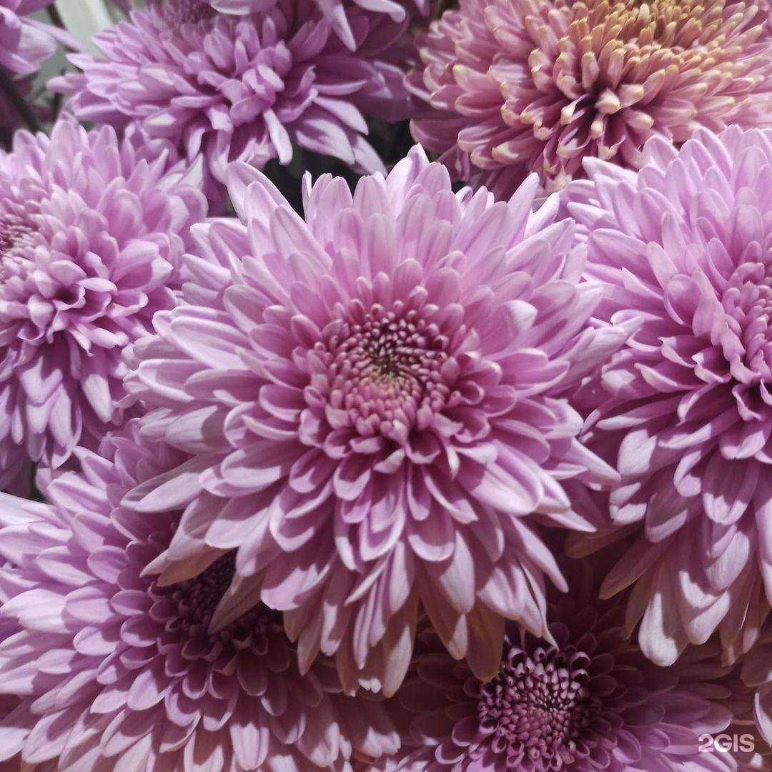 Отзывы на компанию Цветочный павильон в г. Волжский c фото