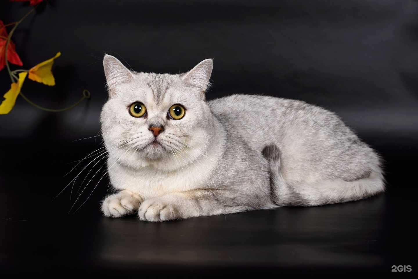 Отзывы на компанию Elvis в Белгороде c фото