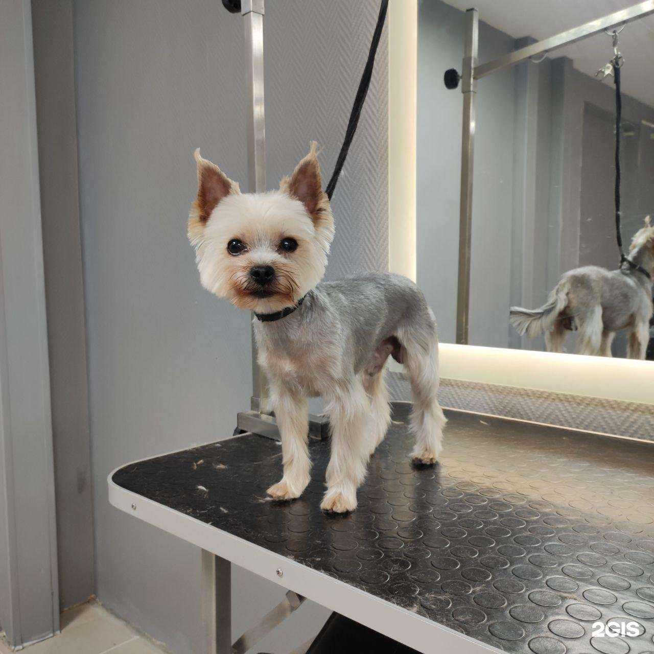 Отзывы на компанию Zoobarber в Набережных Челнах c фото