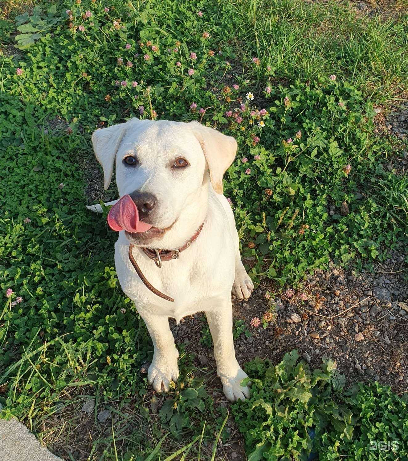 Отзывы на компанию ZooОтель в Твери c фото