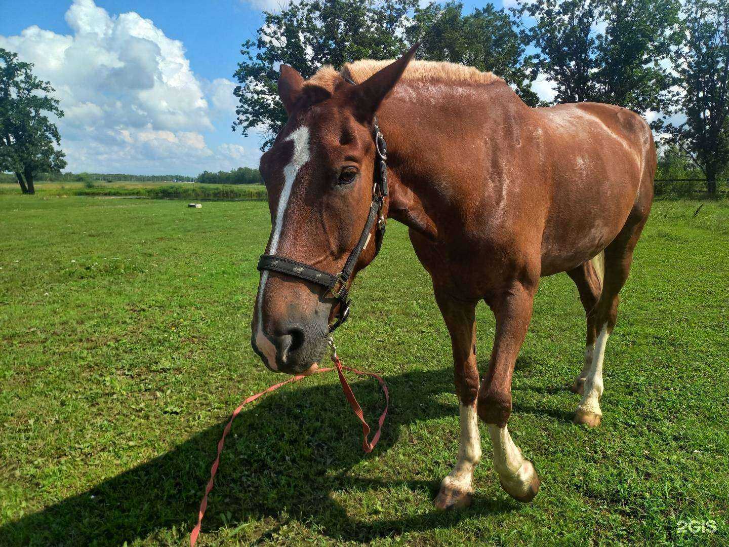 Отзывы на компанию Мустанг в г. Биробиджан c фото