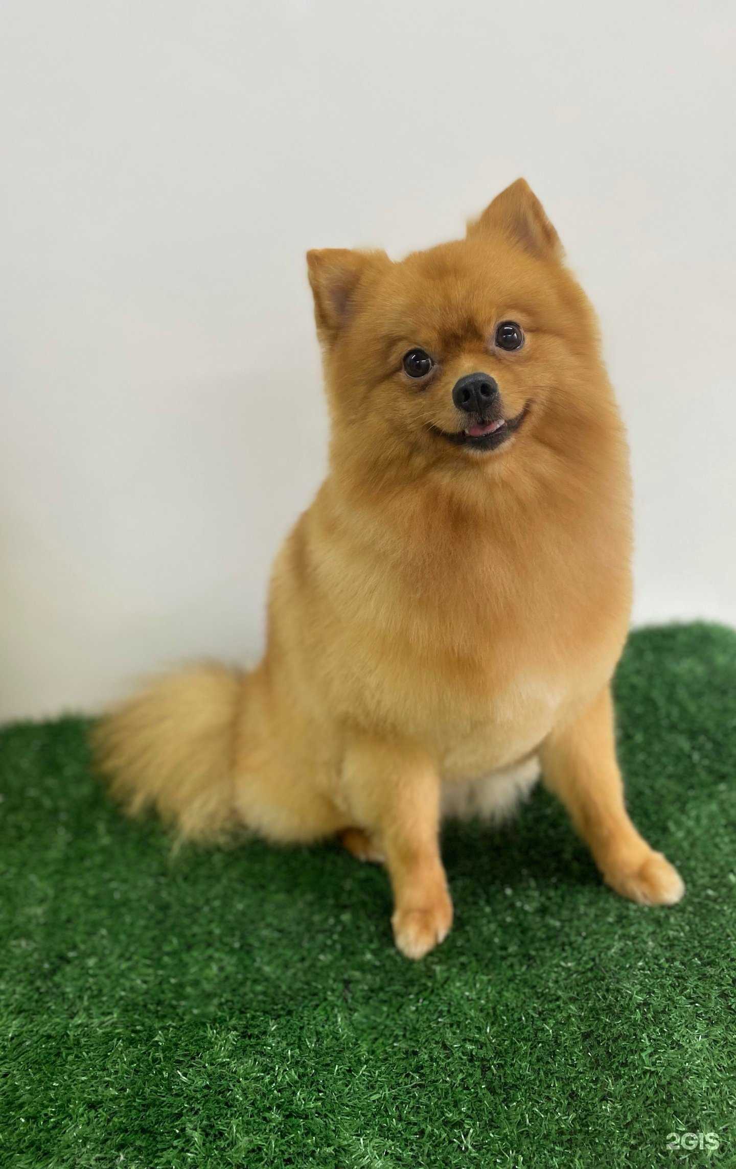 Отзывы на компанию Магия груминга в г. Хабаровск c фото