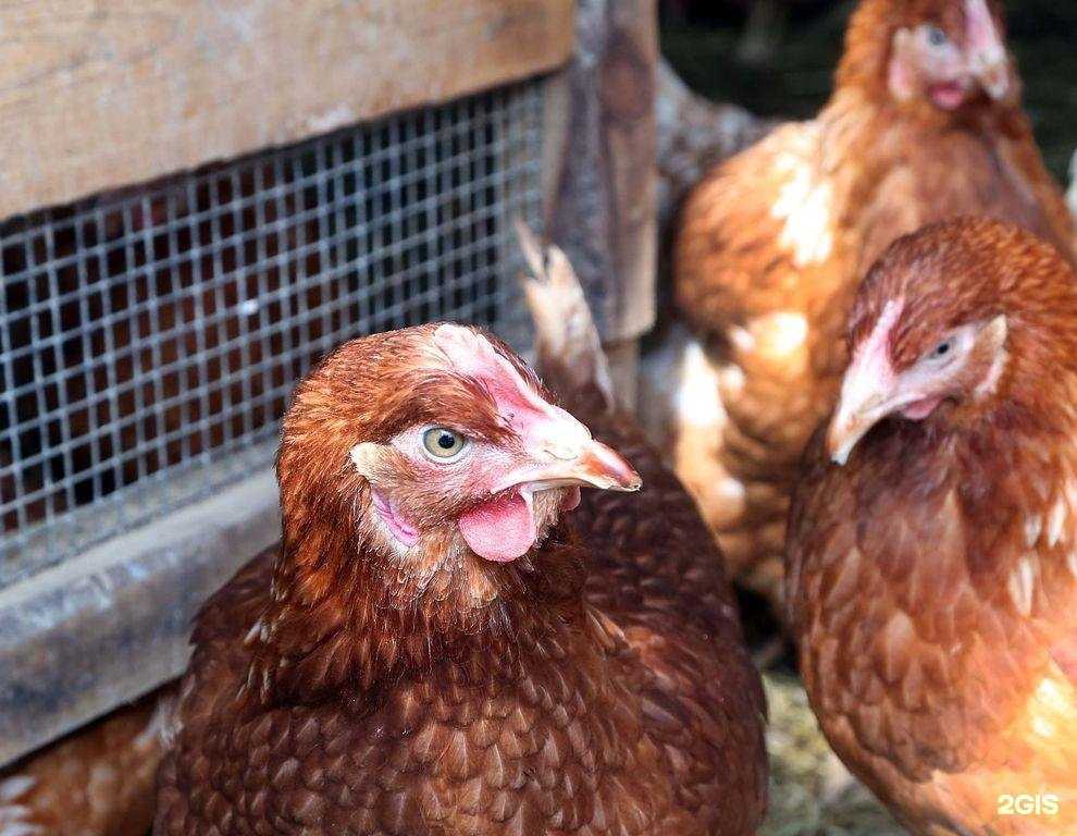 Отзывы на компанию Стрежевская птица в Стрежевое c фото