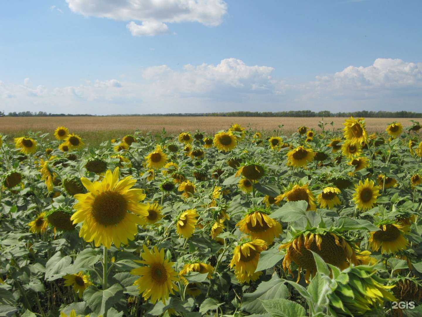 Отзывы на компанию РСХБ-Страхование в Уфе c фото