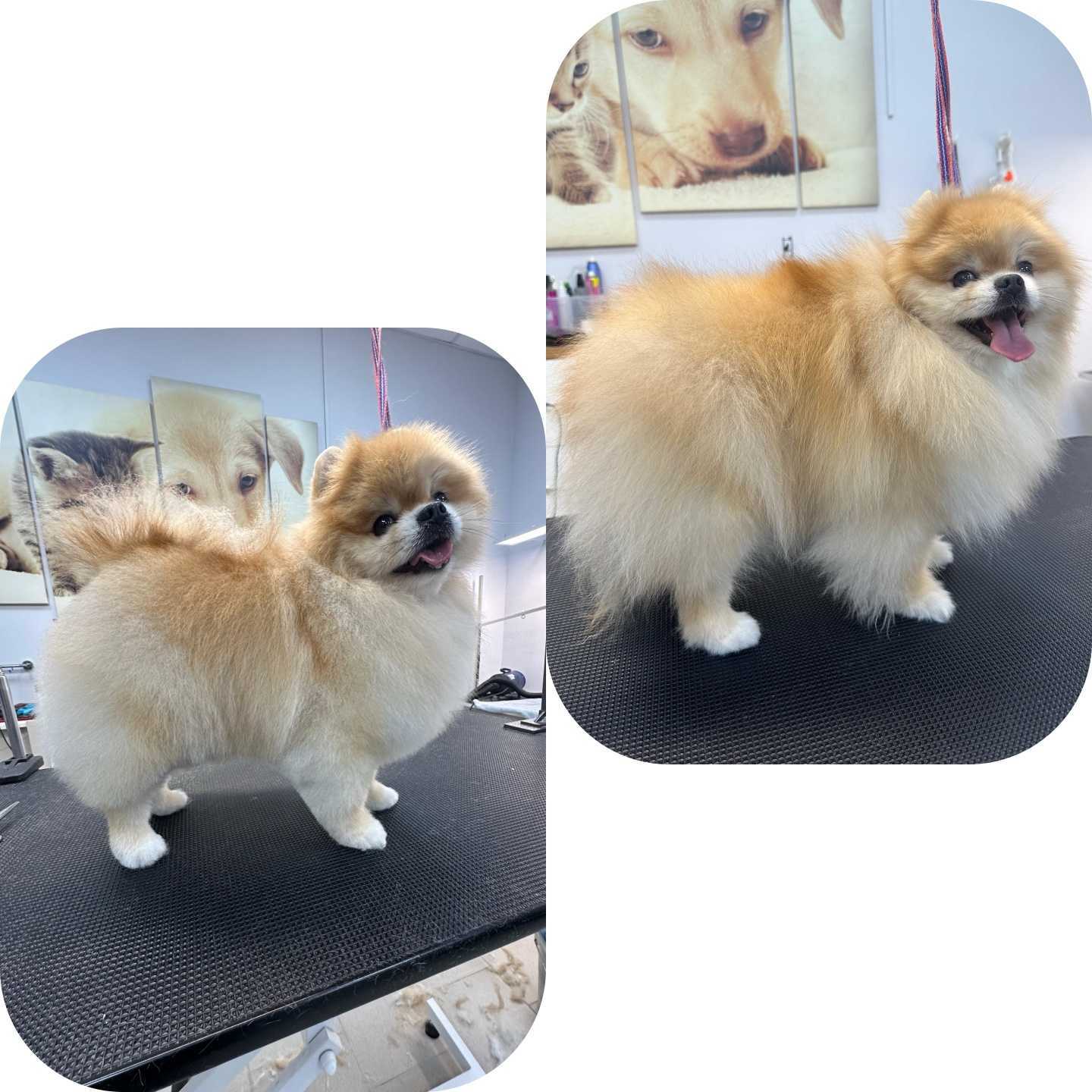 Отзывы на компанию Кот и пес в Сызрани c фото