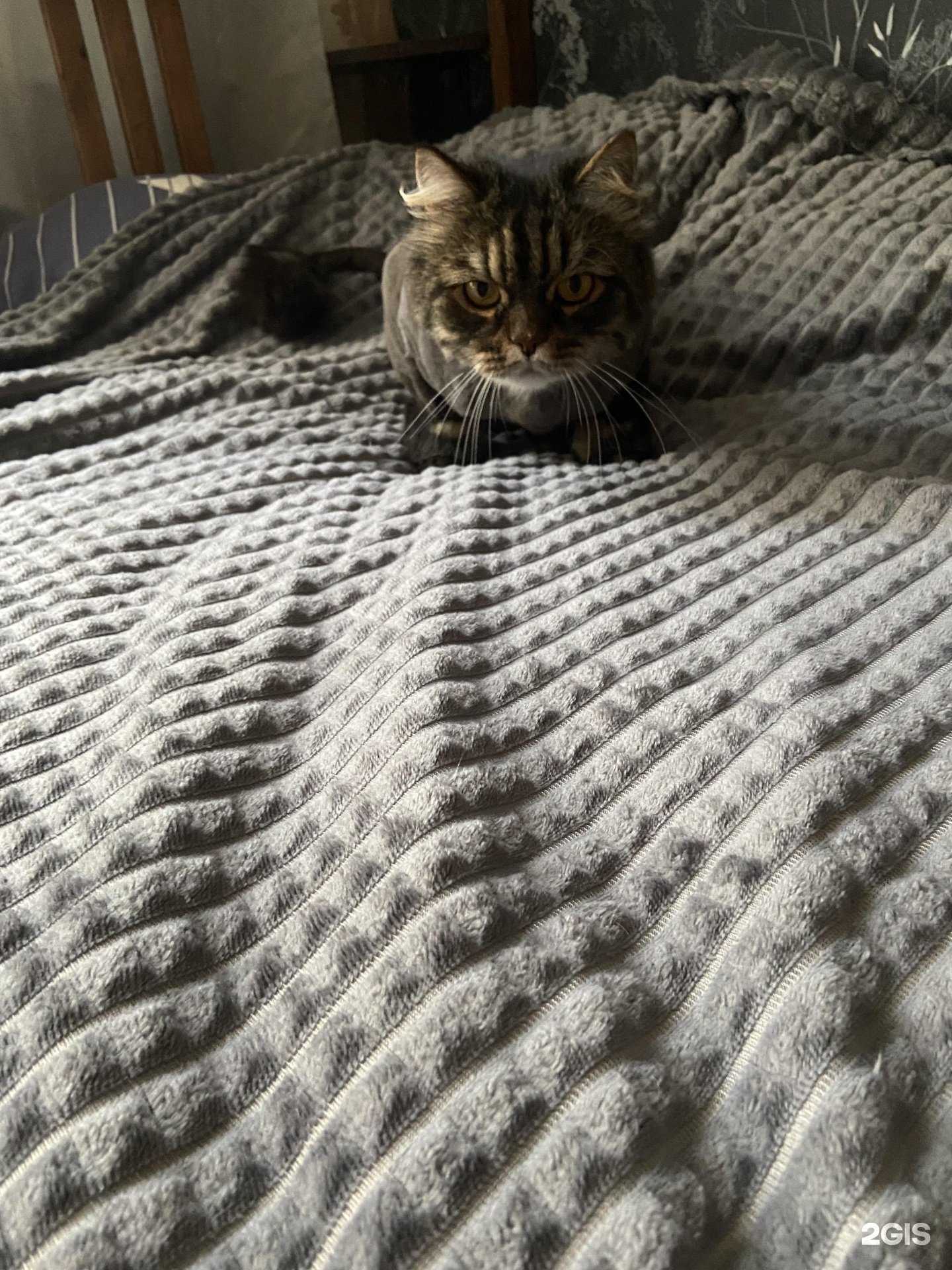 Отзывы на компанию Groom pet в г. Новосибирск c фото