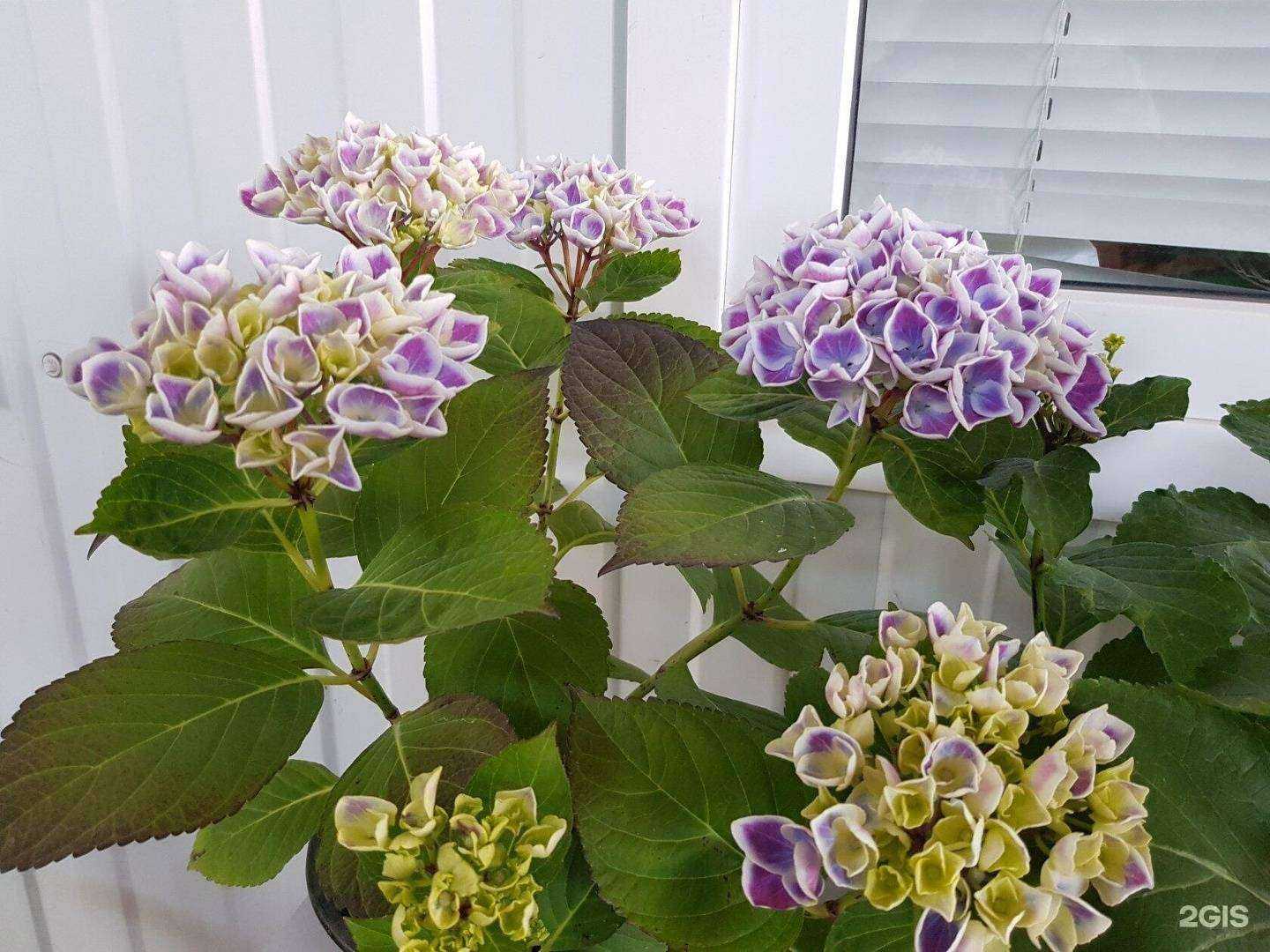 Отзывы на компанию БелТюльпан в Белореченске c фото