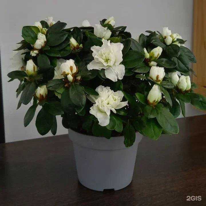 Отзывы на компанию Ромашка, салон цветов в г. Маркс c фото