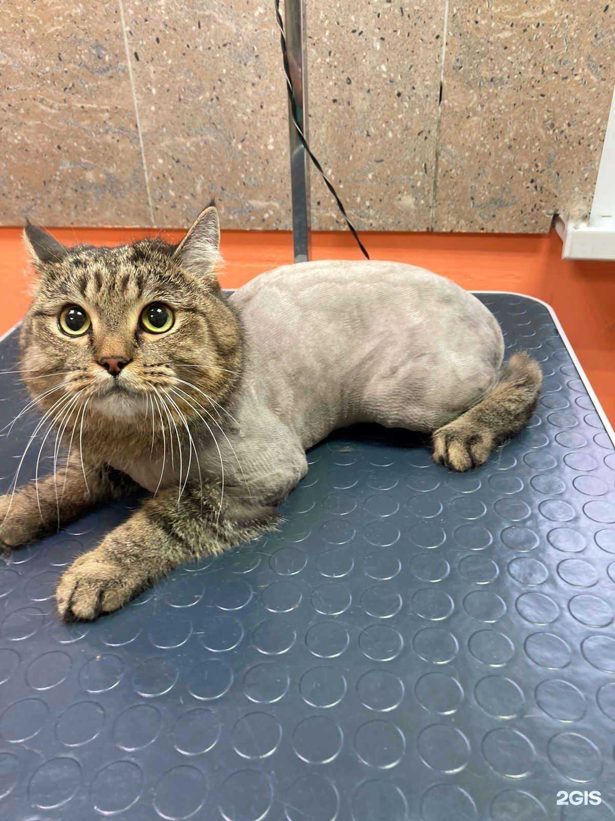 Отзывы на компанию Barberkot86 в Сургуте c фото