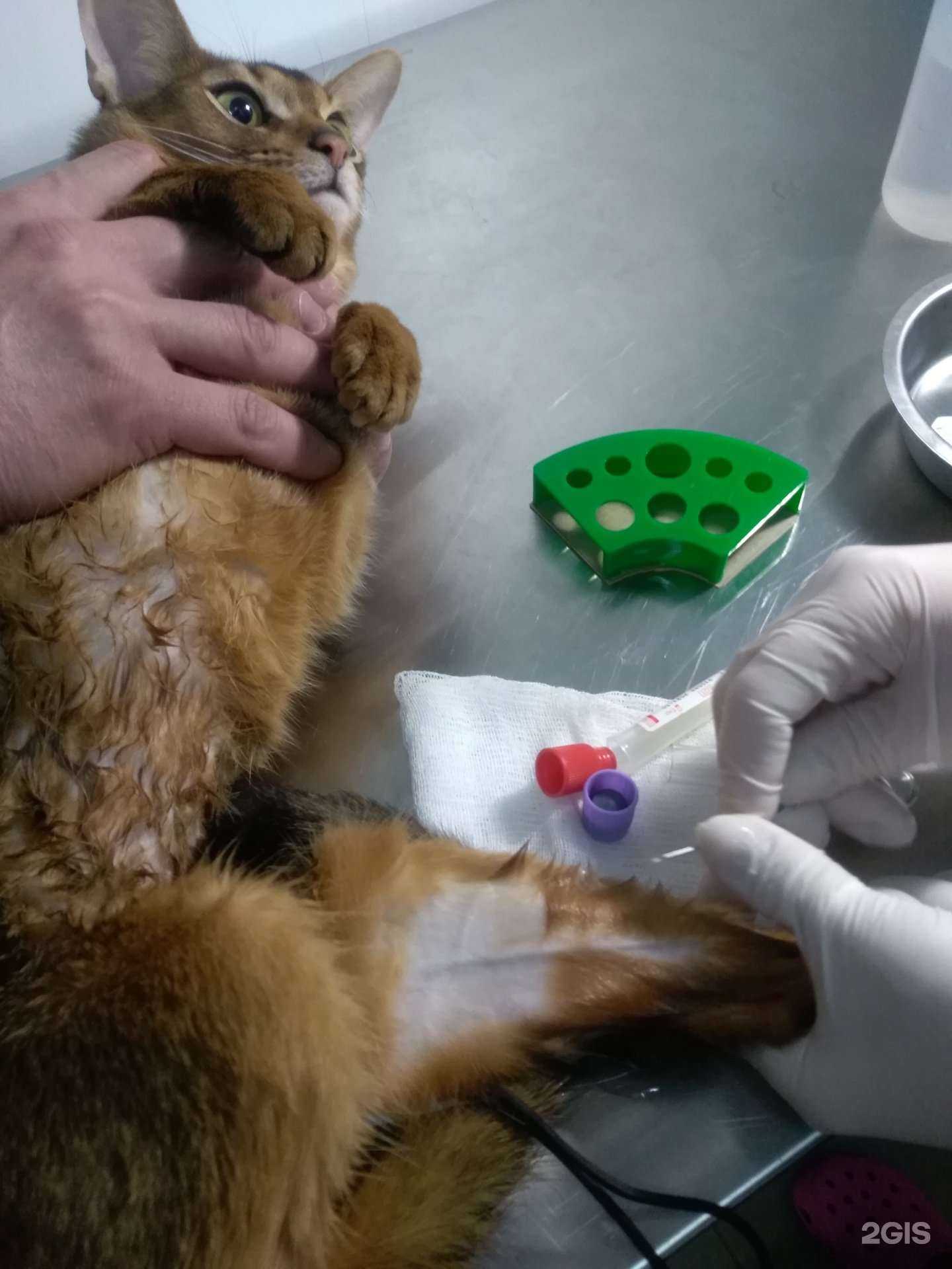 Отзывы на компанию Фаун Таун в Подольске c фото