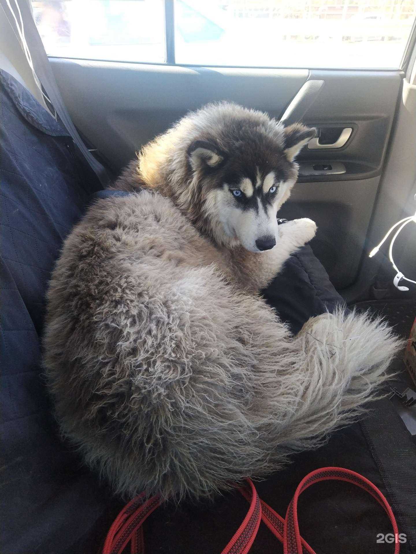 Отзывы на компанию Лапа в г. Крымск c фото