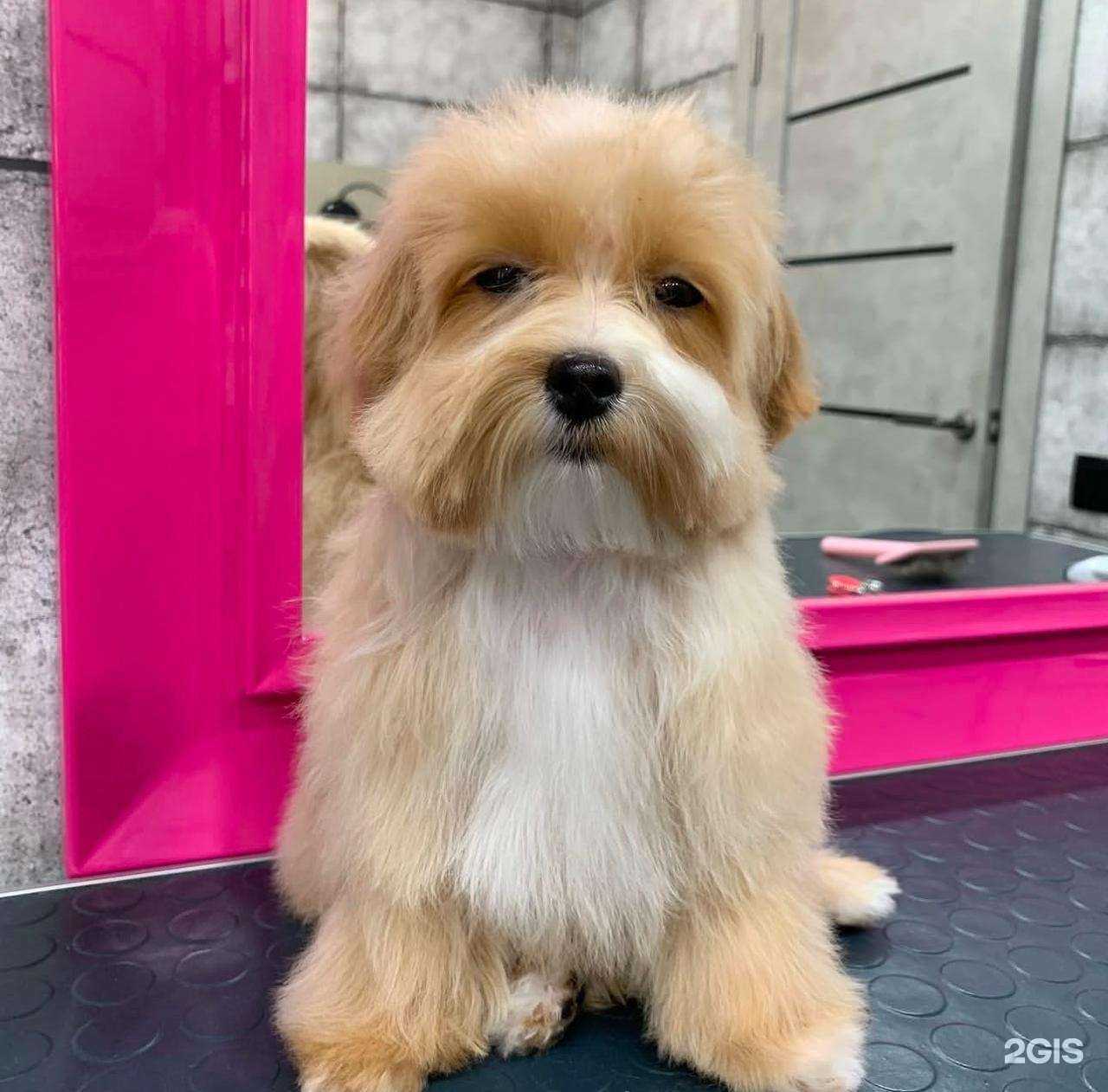 Отзывы на компанию 4етыре лапы в Новороссийске c фото