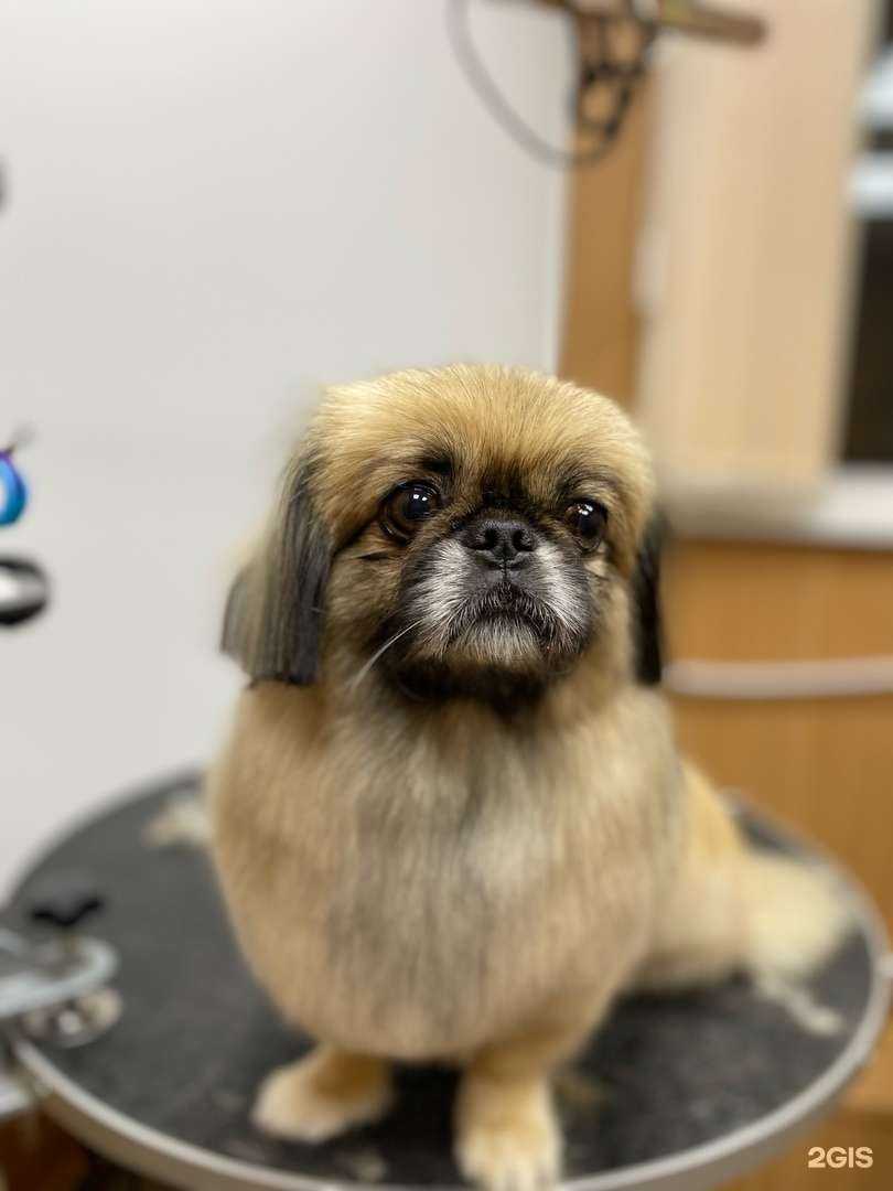 Отзывы на компанию Грум Лайф в г. Волгоград c фото