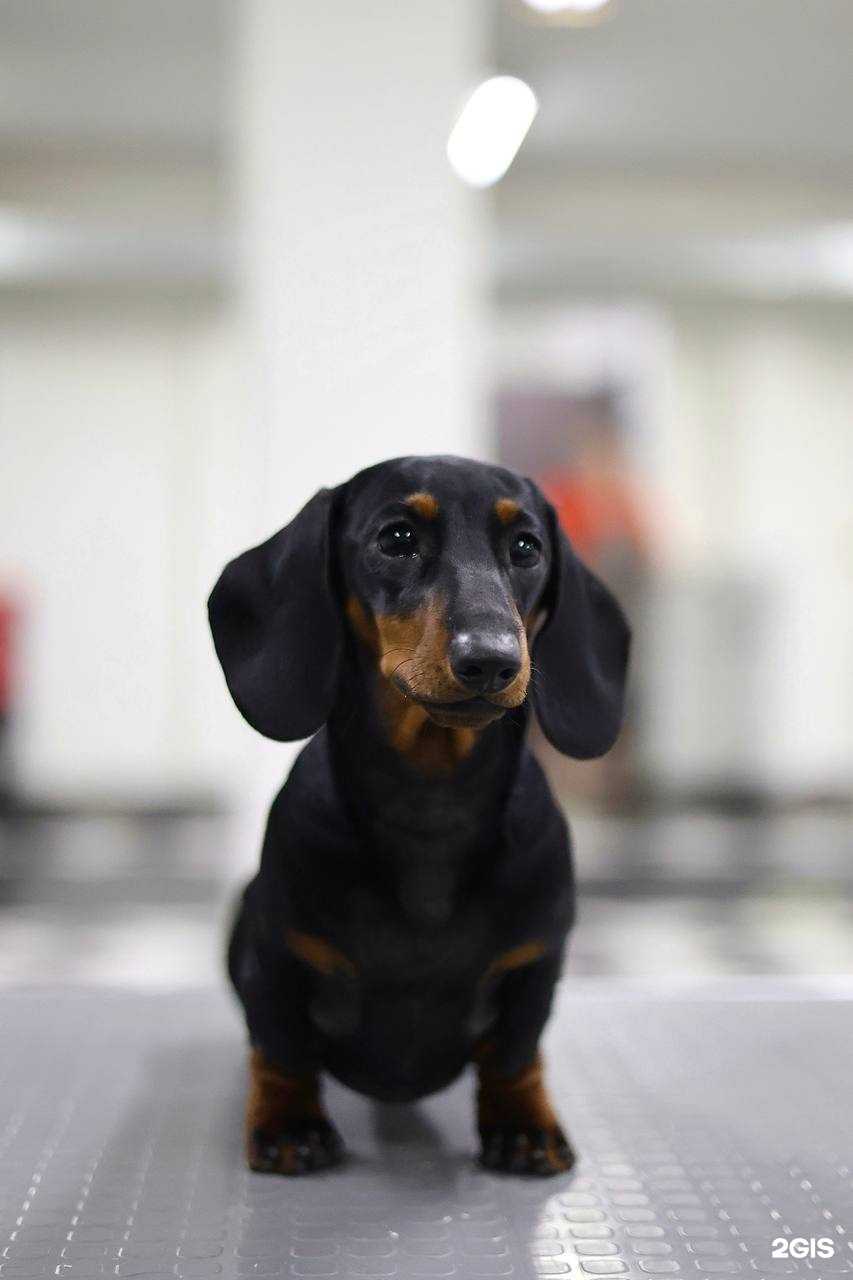 Отзывы на компанию Остров собак в г. Ангарск c фото