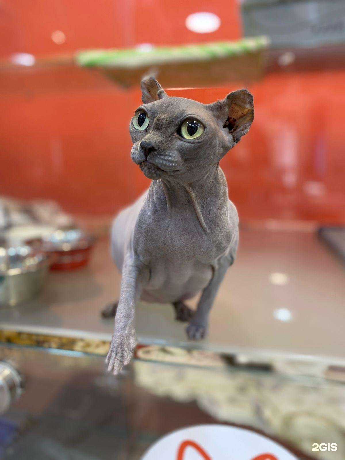 Отзывы на компанию Cat в Саратове c фото