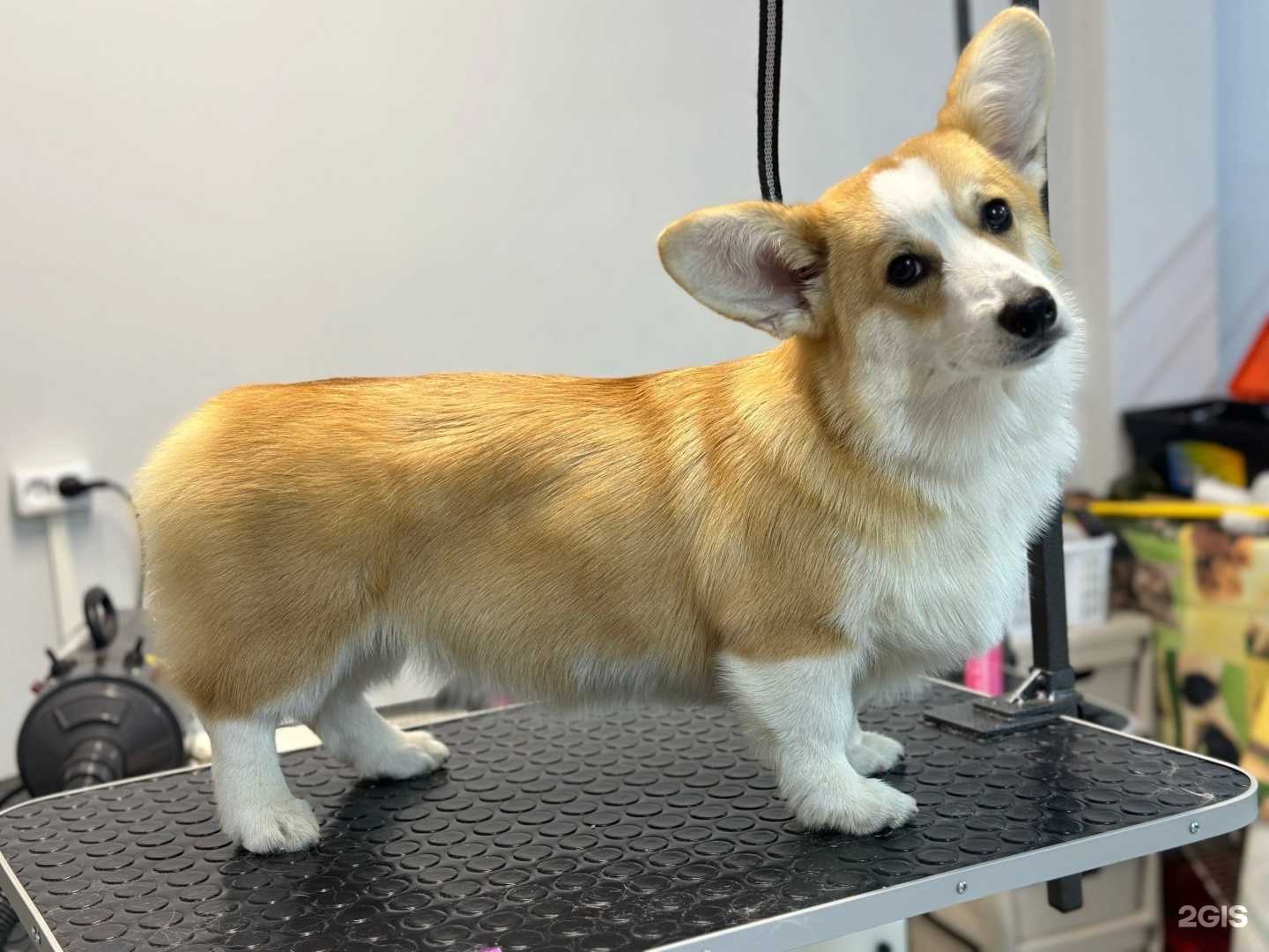 Отзывы на компанию Студия груминга в Северодвинске c фото