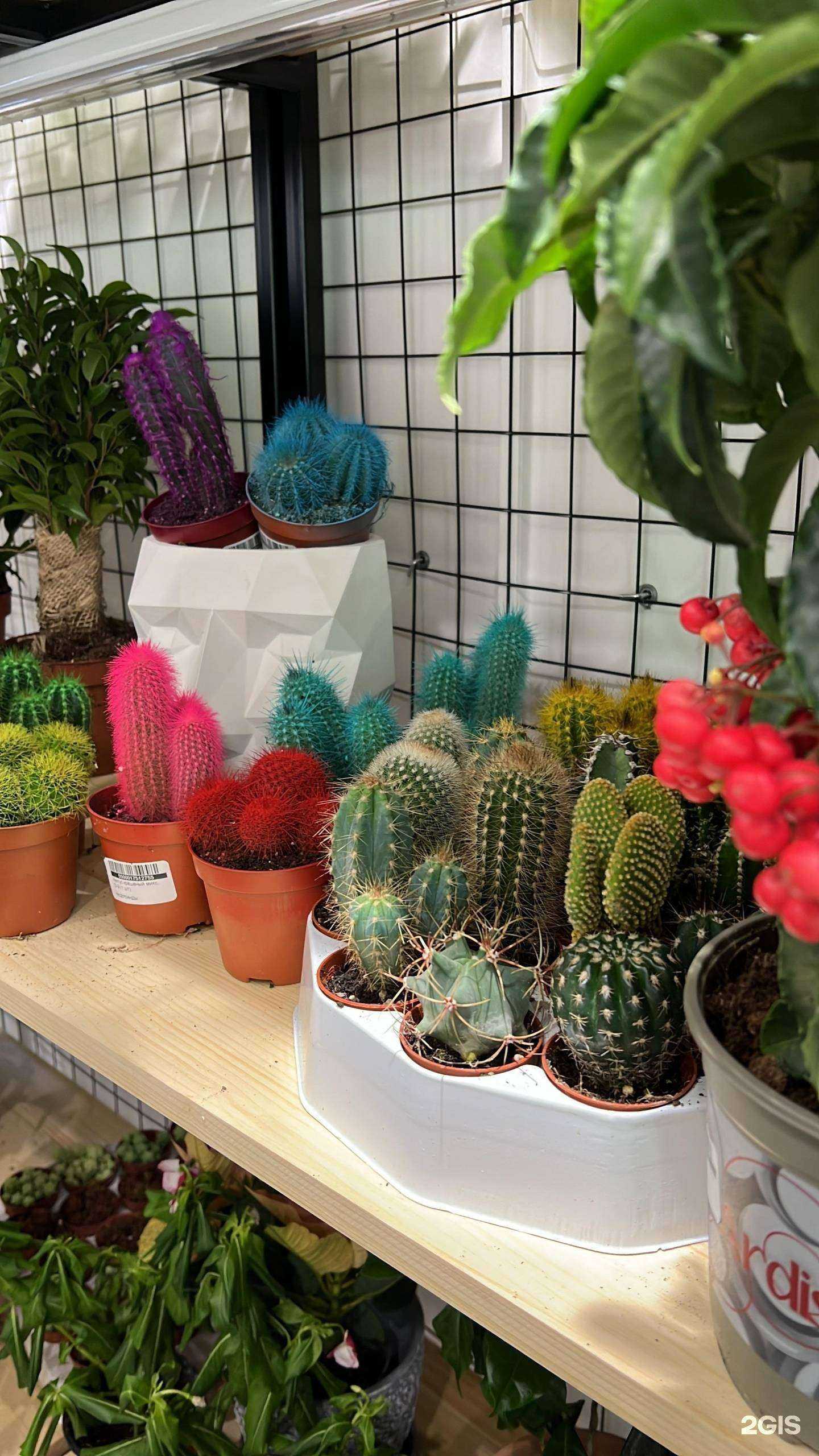 Отзывы на компанию Сад Sofinewe в Якутске c фото