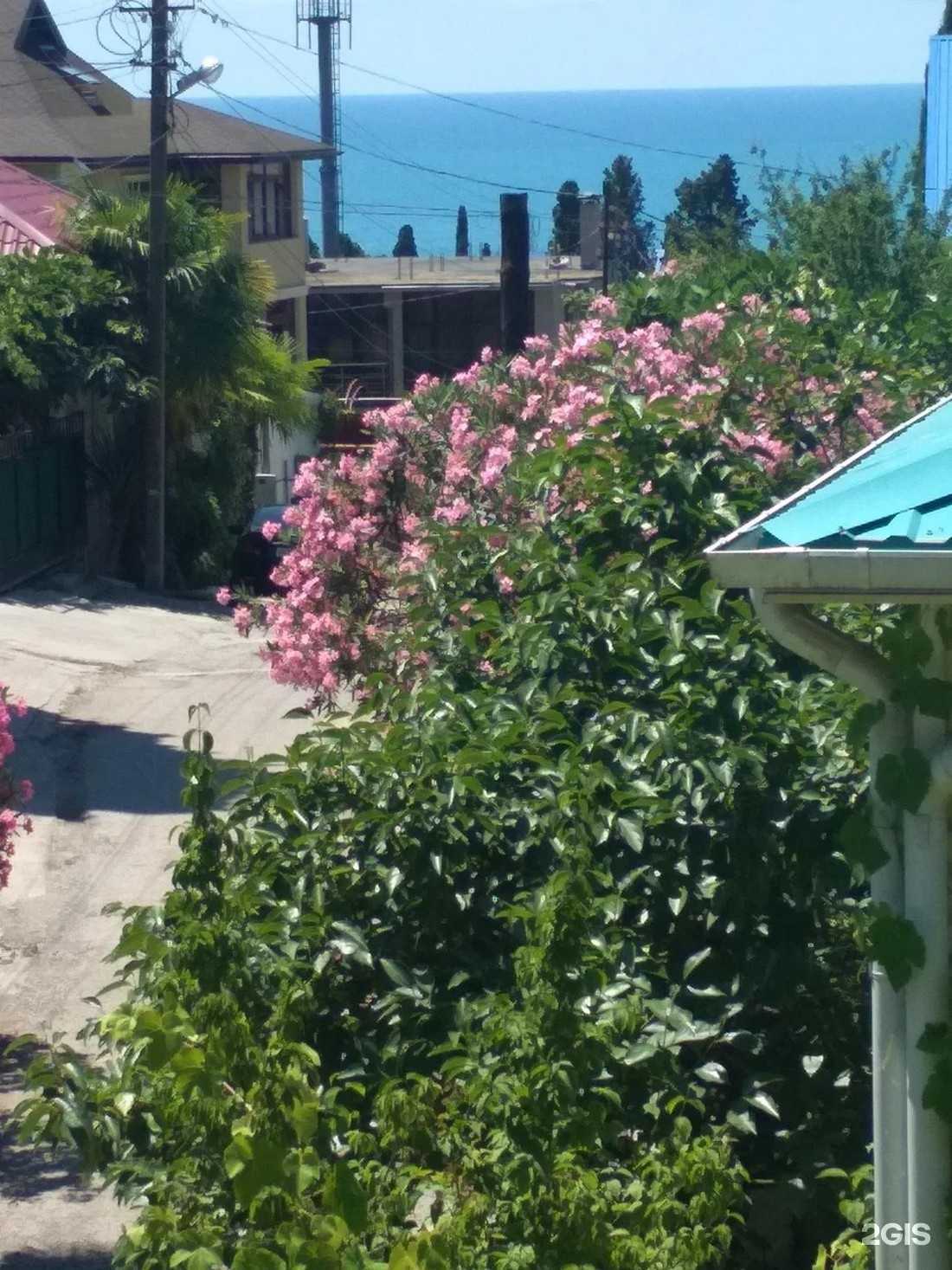 Отзывы на компанию Под пальмой в г. Сочи c фото