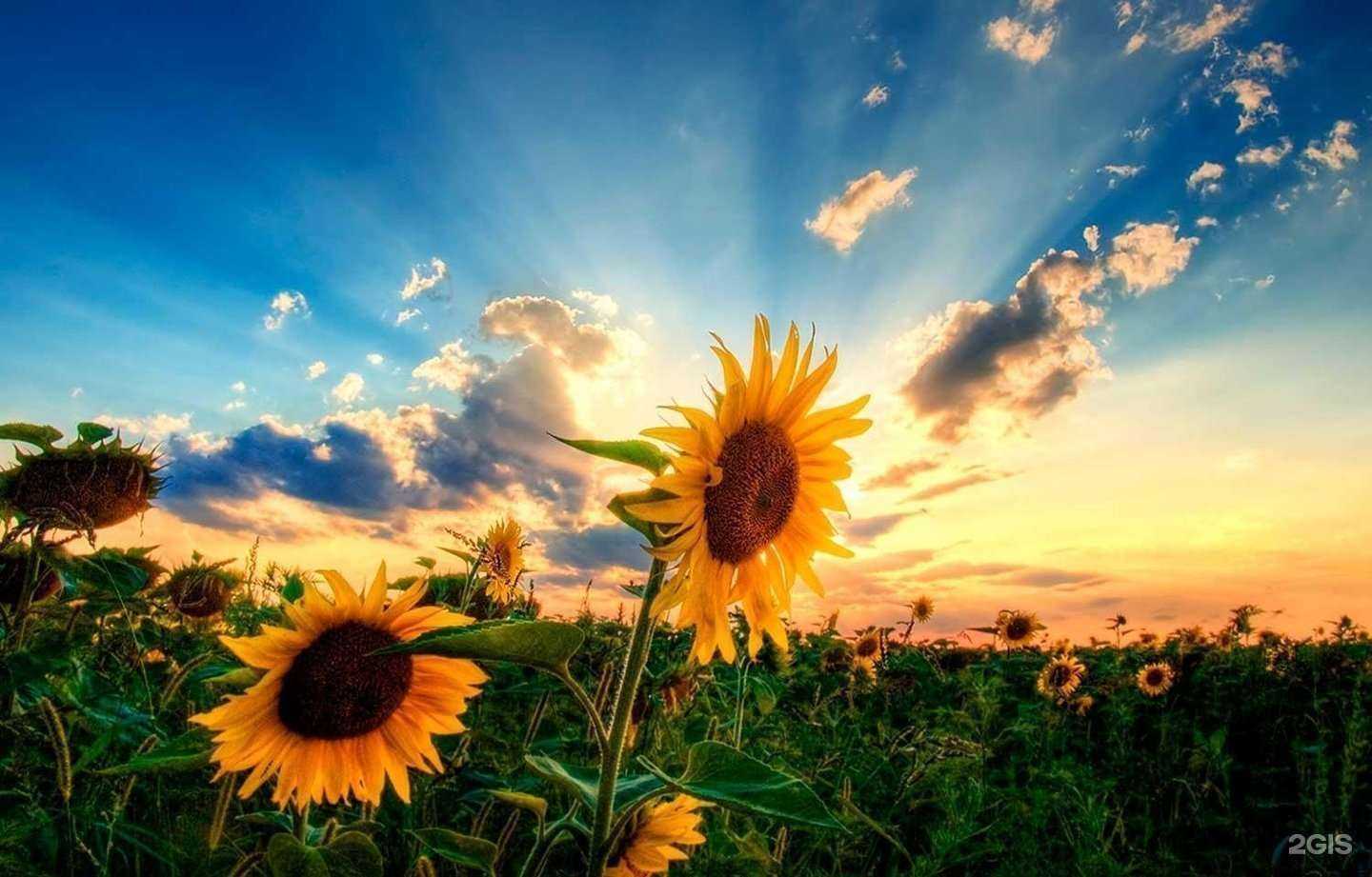 Отзывы на компанию Агро-Сибирь в Барнауле c фото