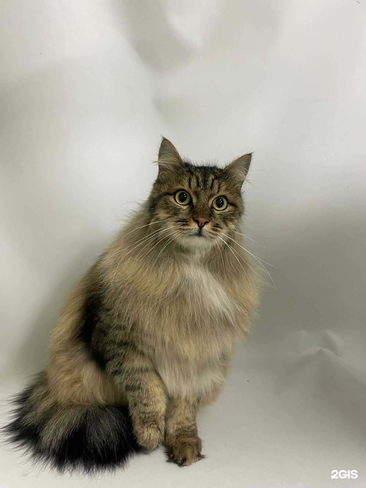 Отзывы на компанию Груминг-студия в Нижнем Тагиле c фото