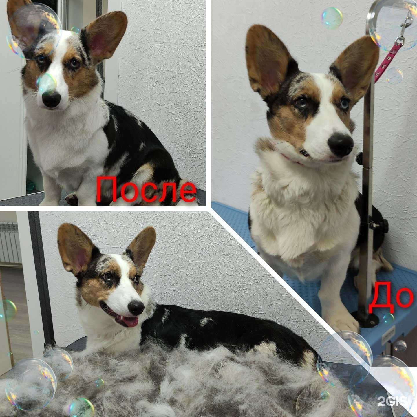 Отзывы на компанию Берелена в Пушкине c фото