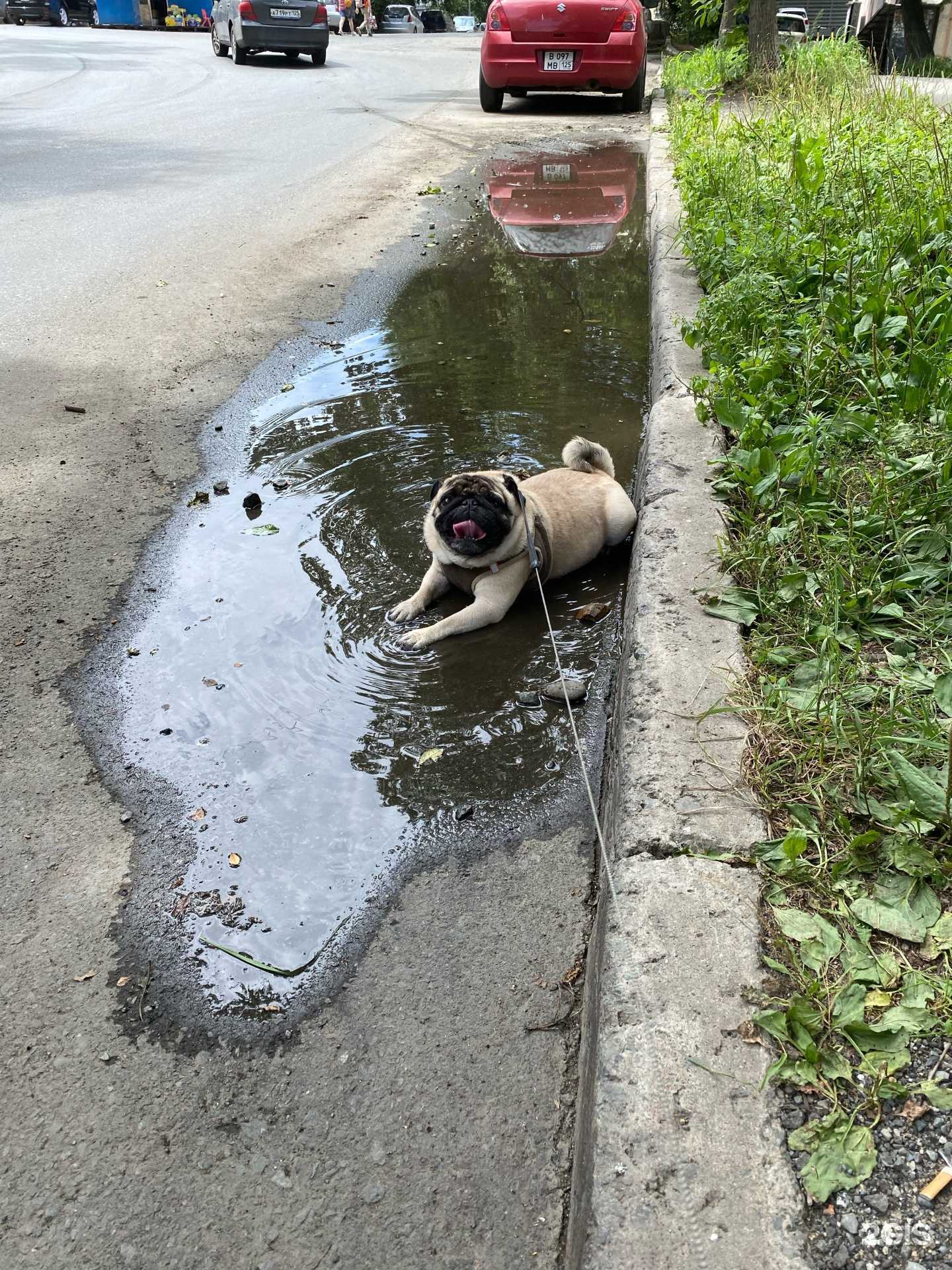 Отзывы на компанию Айболит в г. Владивосток c фото