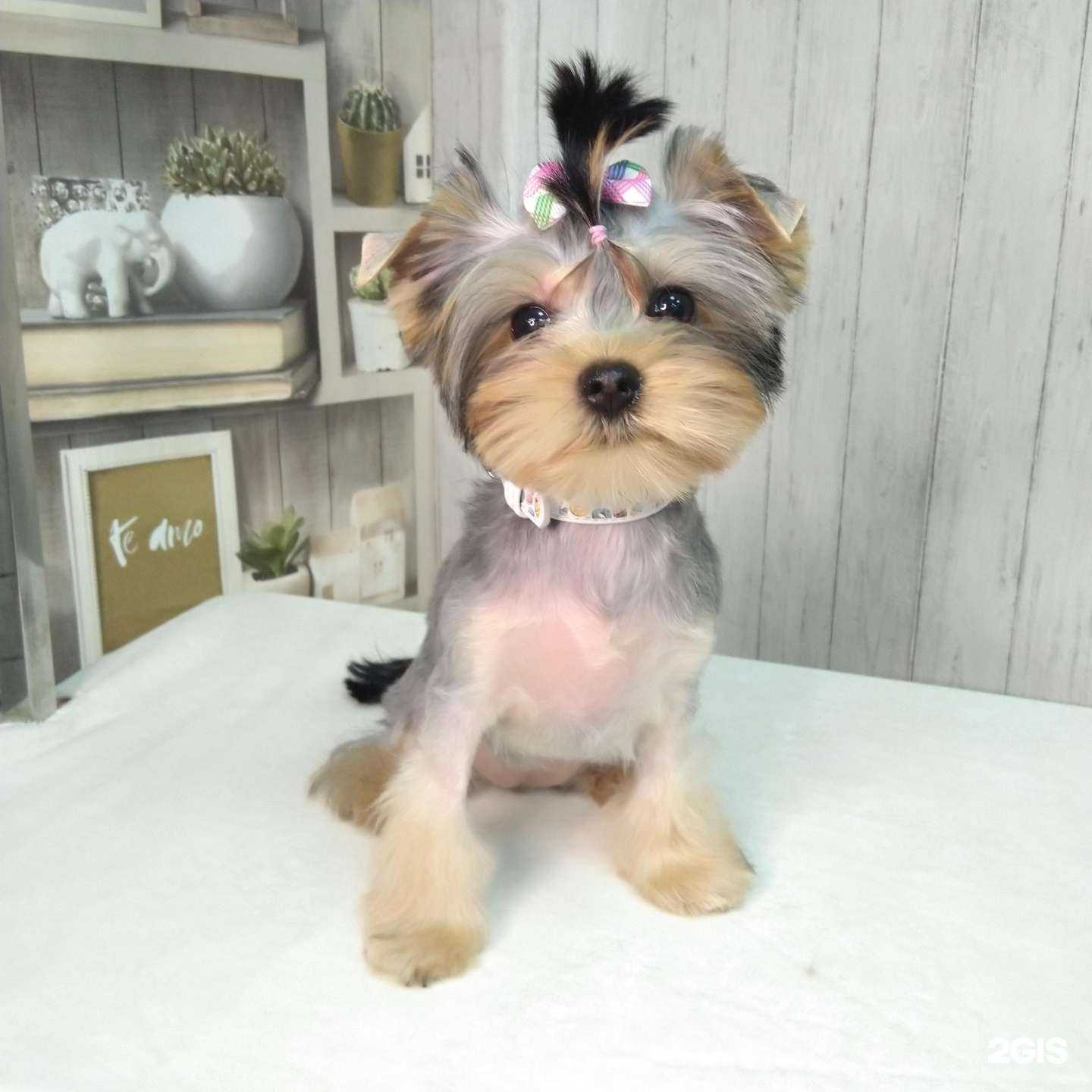 Отзывы на компанию Лапусик в Калуге c фото