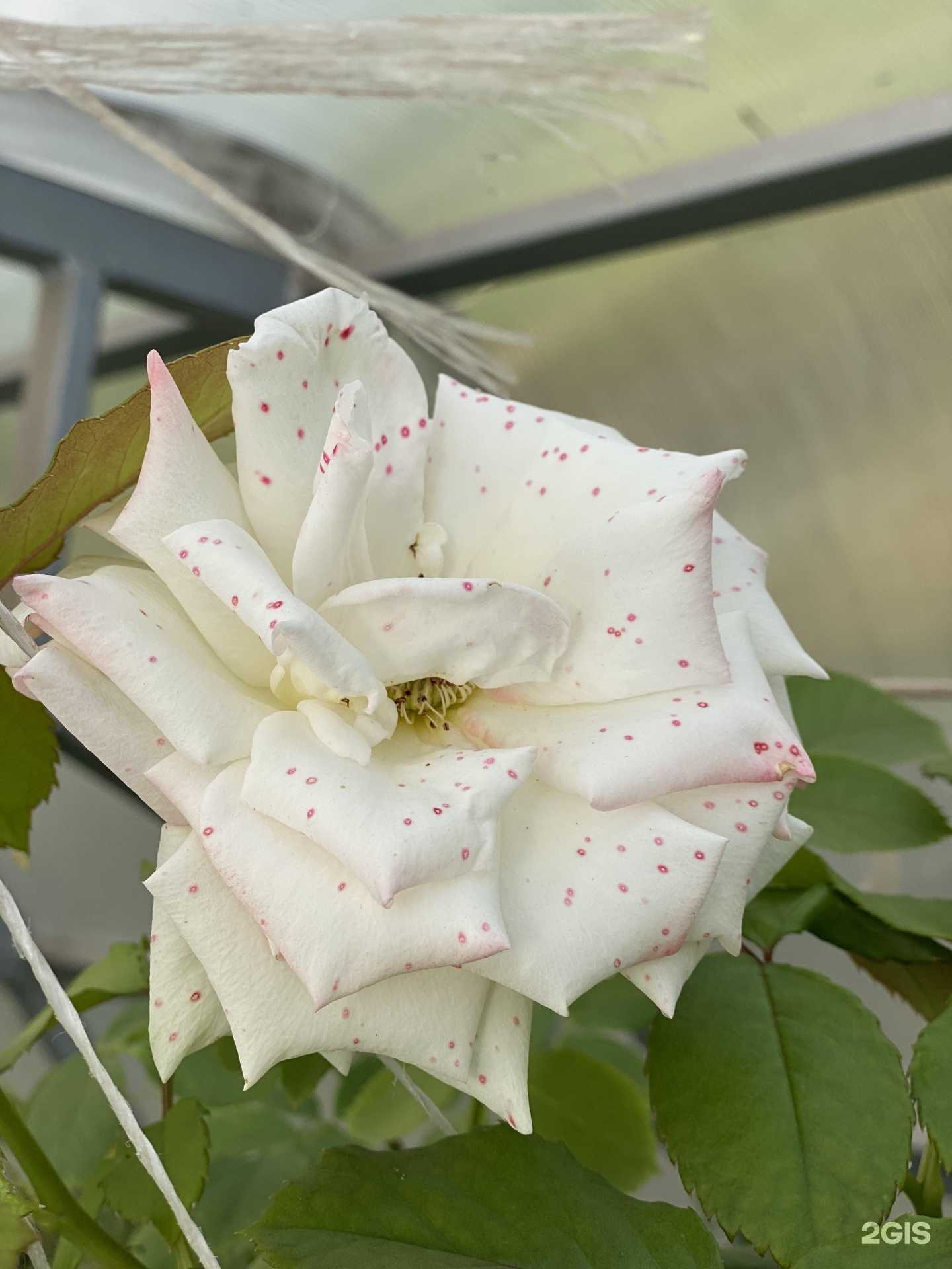 Отзывы на компанию Сады Камчатки в г. Елизово c фото