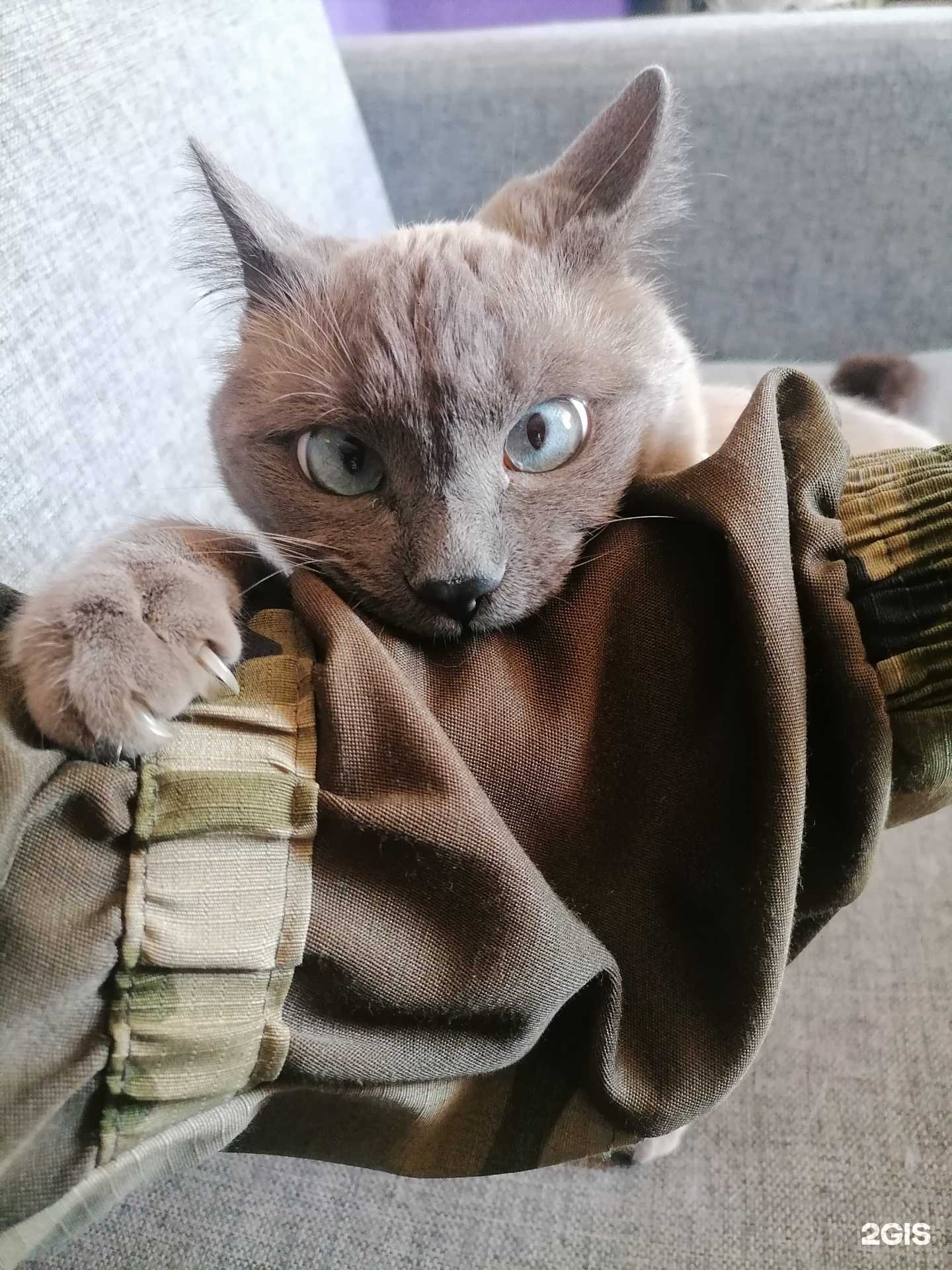 Отзывы на компанию Питбульавто в Хабаровске c фото