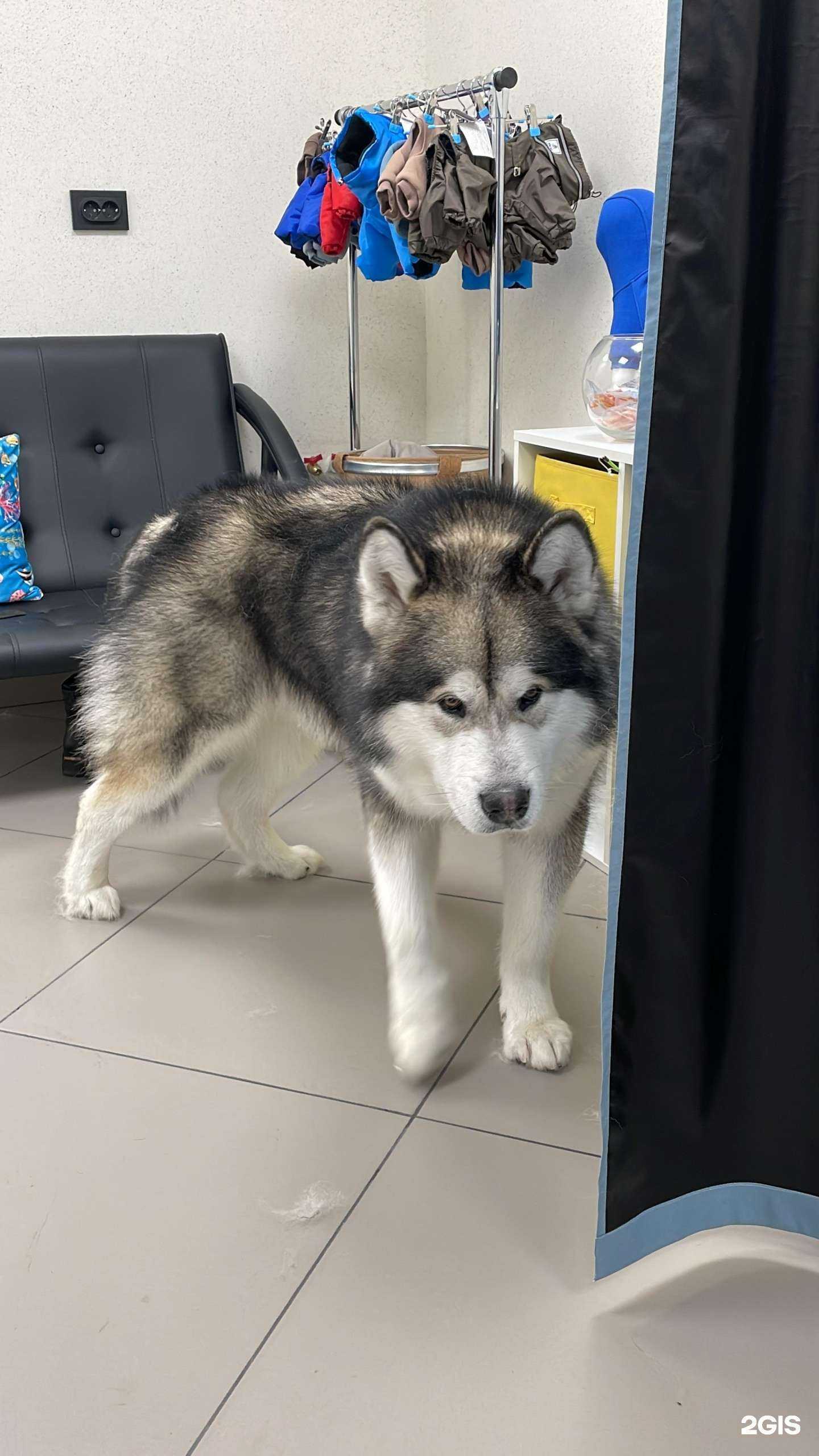 Отзывы на компанию Желтая собака в Хабаровске c фото