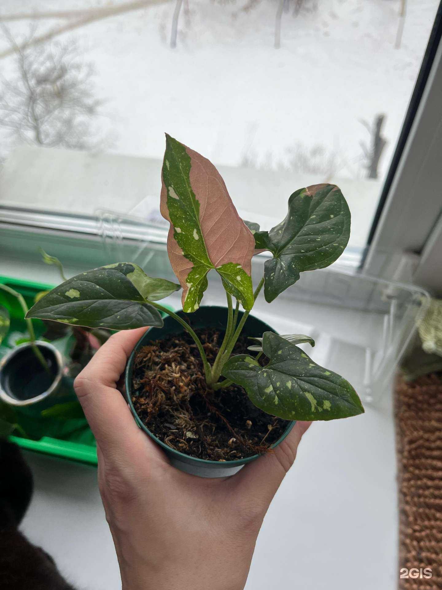 Отзывы на компанию Монстера в Екатеринбурге c фото