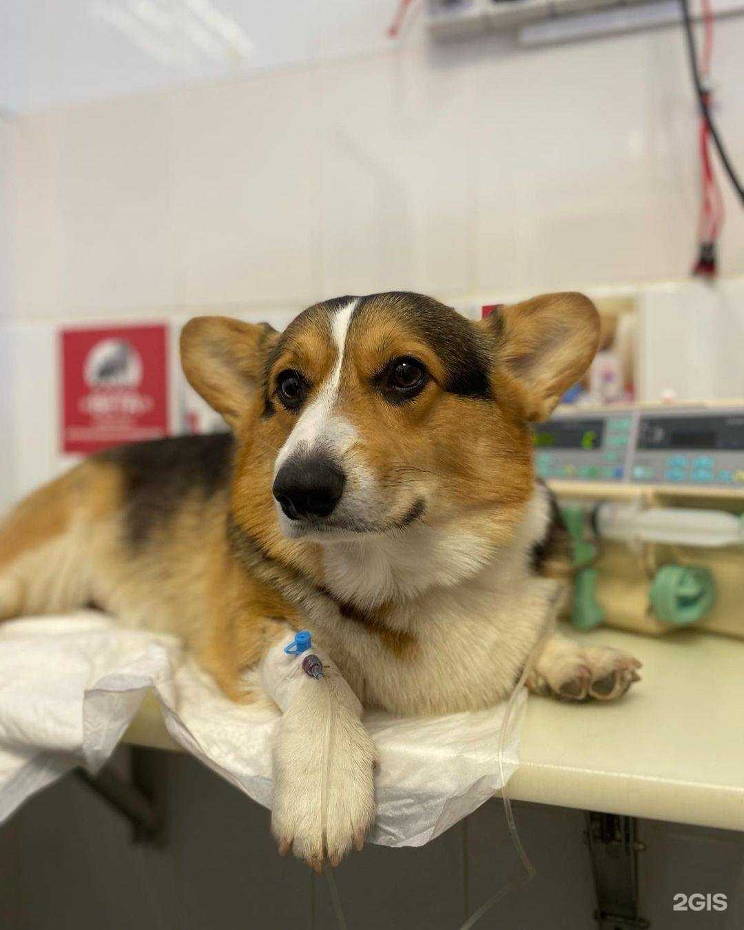 Отзывы на компанию Вета в Тамбове c фото