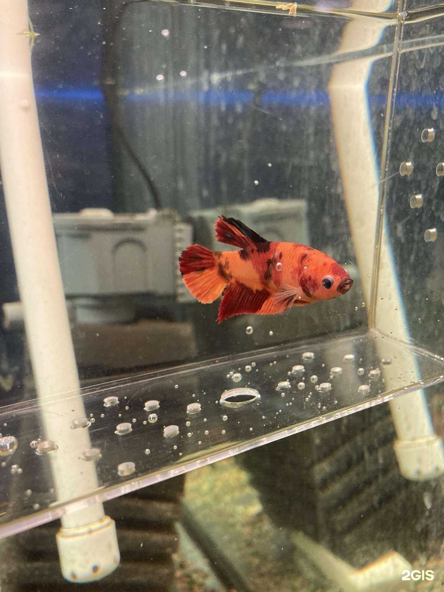 Отзывы на компанию Фауна в Нижневартовске c фото