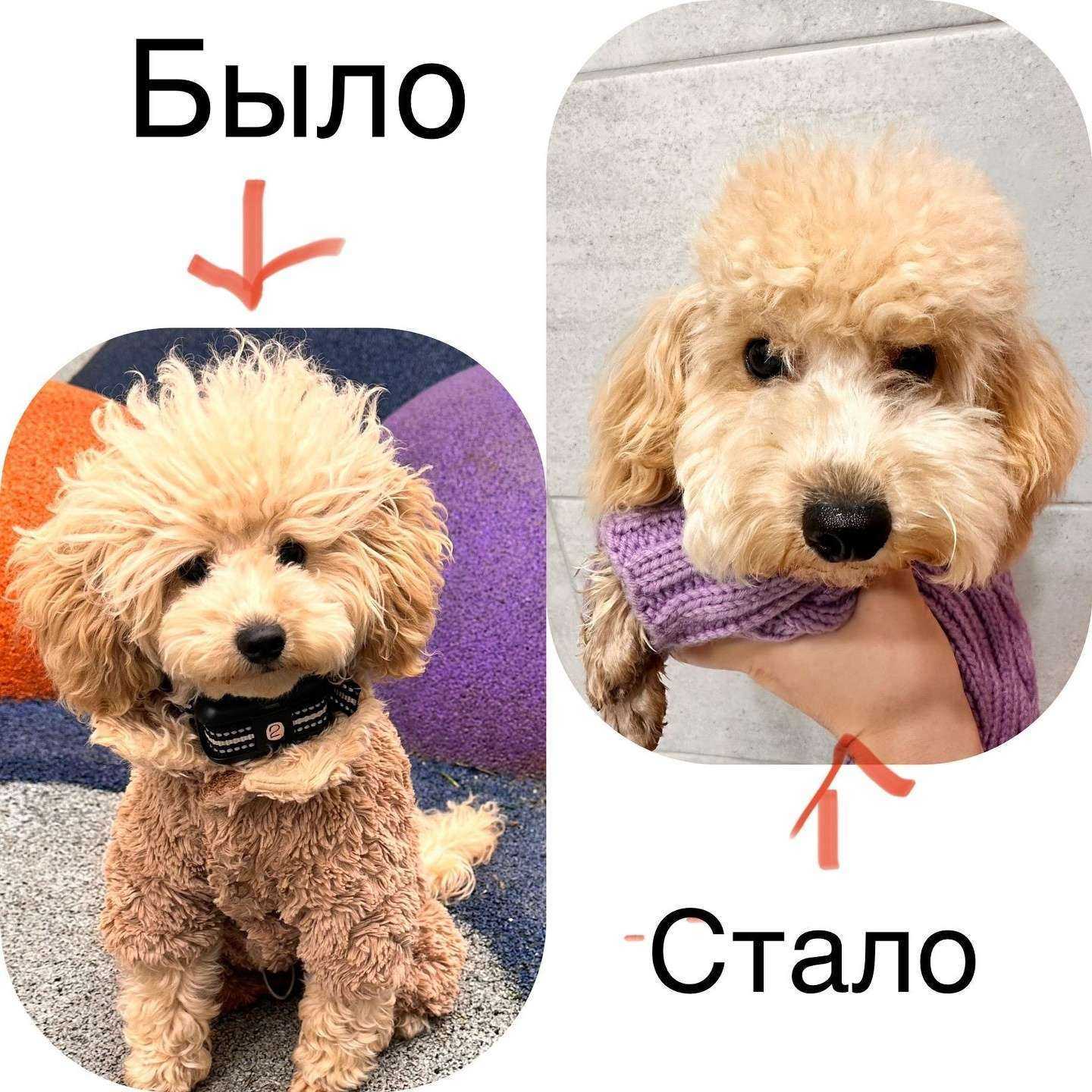 Отзывы на компанию Стильный пёс в г. Краснодар c фото