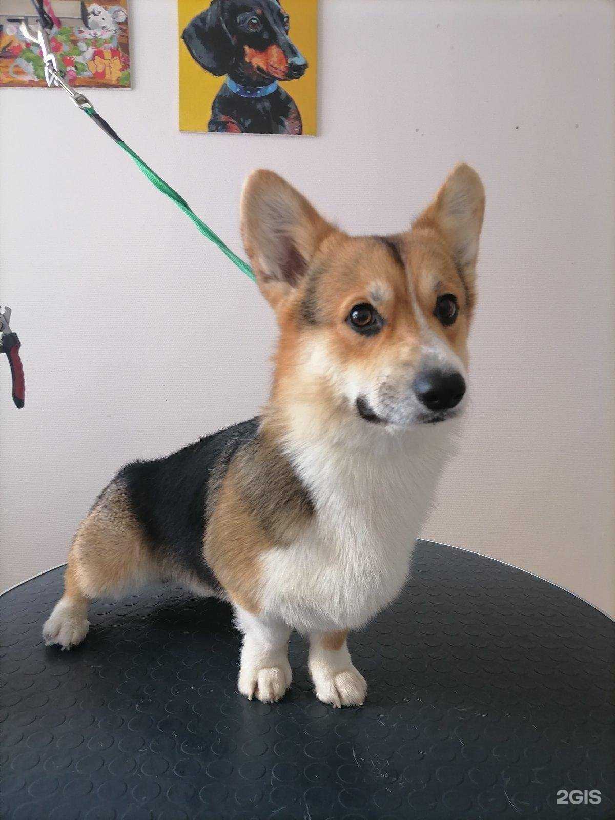 Отзывы на компанию Барбоска в Сыктывкаре c фото