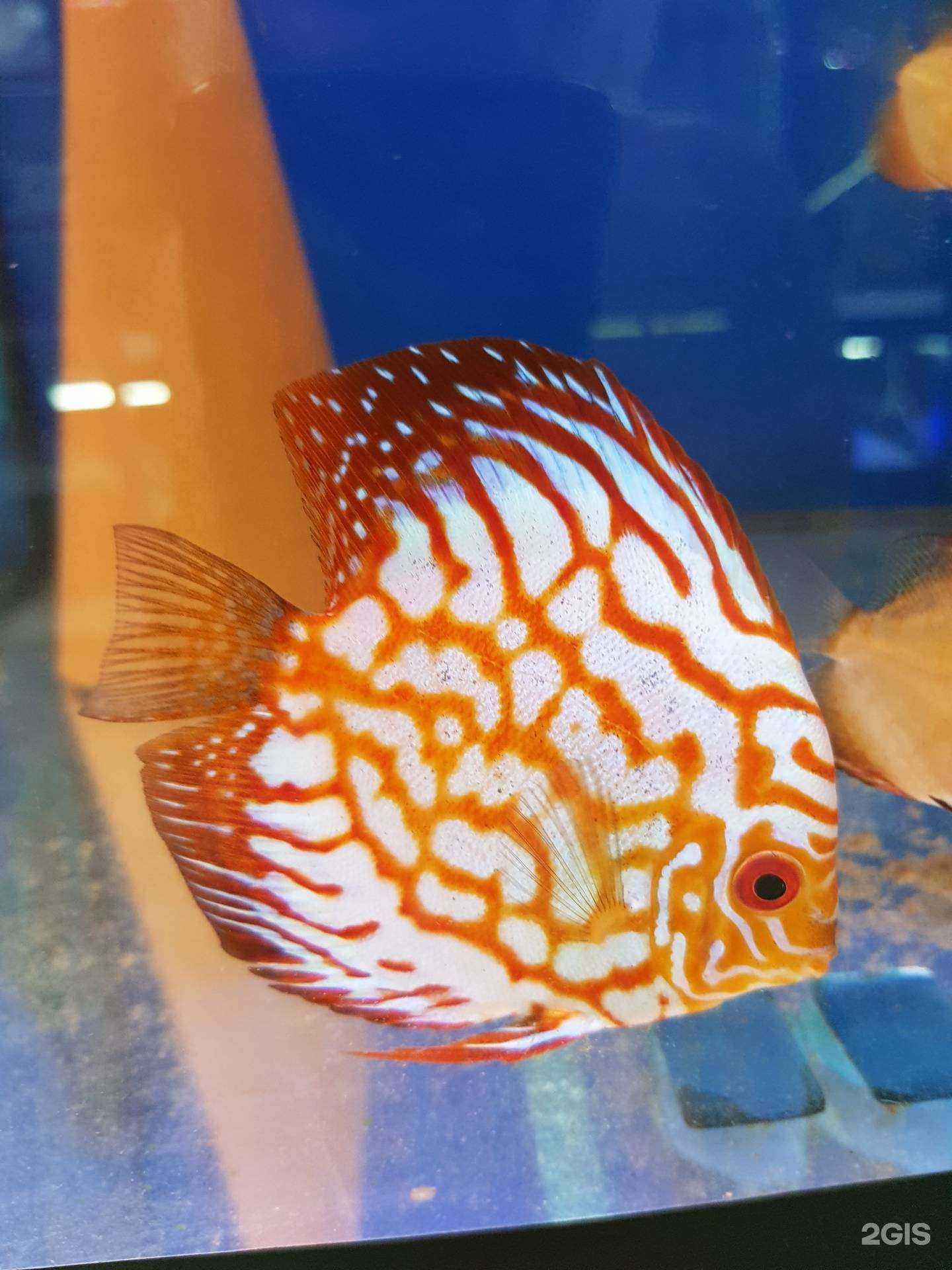 Отзывы на компанию Аквариум & рыбки Goldfish в Анапе c фото