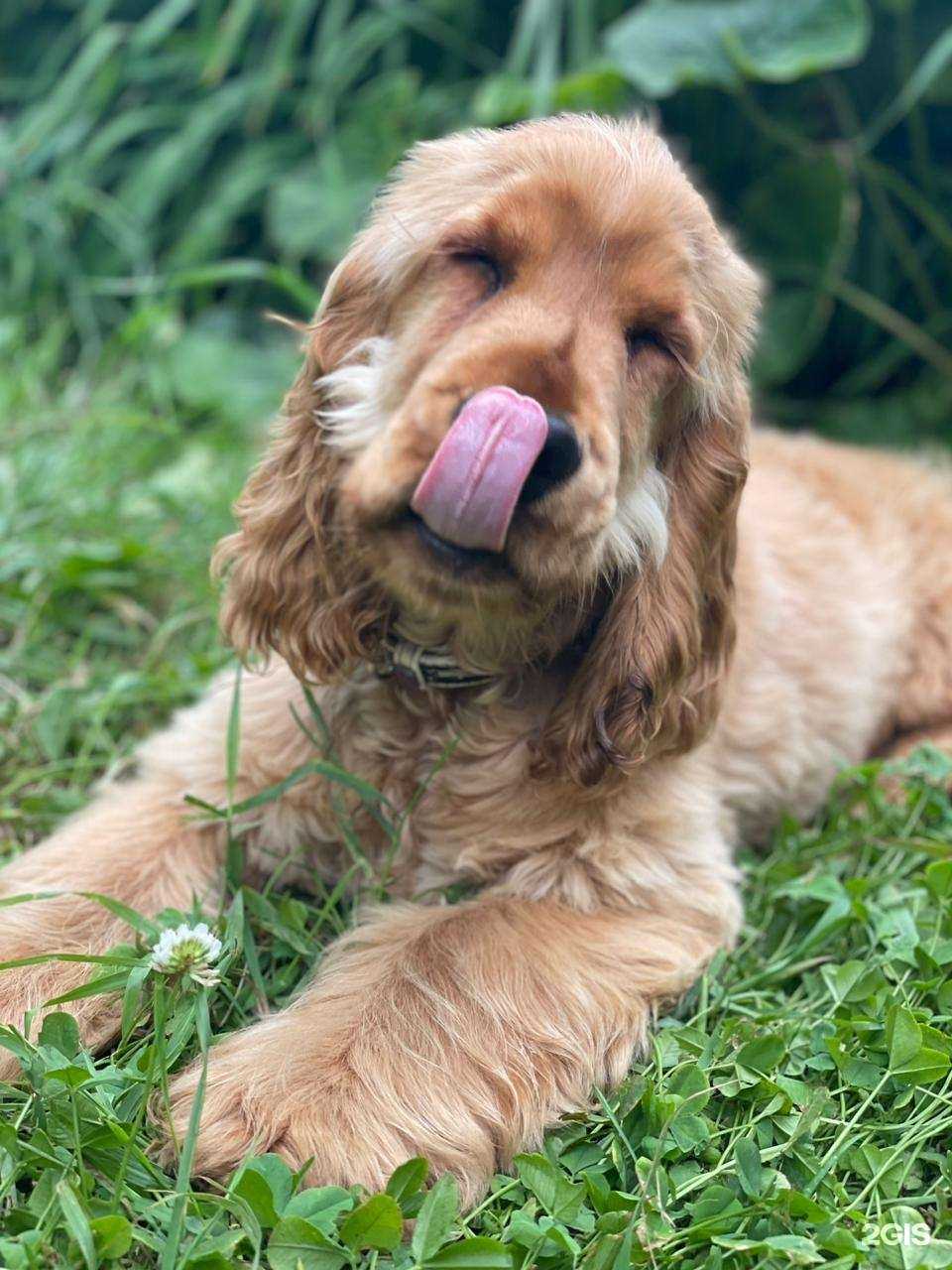 Отзывы на компанию Vetlife в Оренбурге c фото - фотография 2 из 2