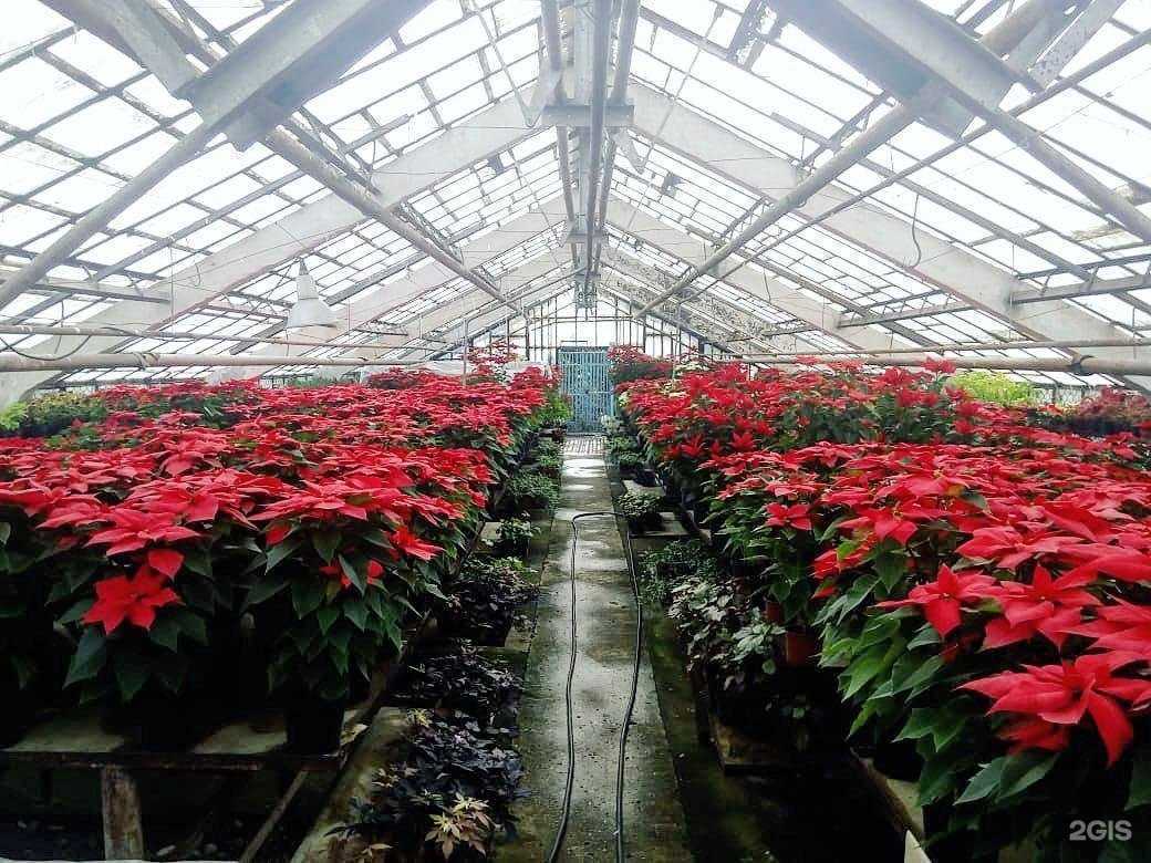 Отзывы на компанию Декоративно-цветочные культуры в г. Сочи c фото