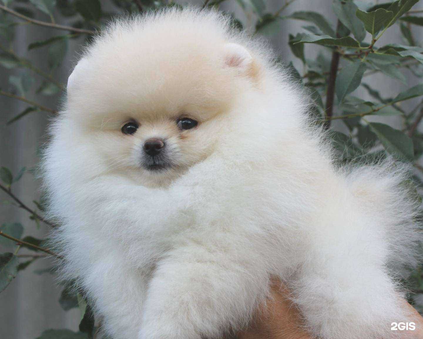 Отзывы на компанию Сибиряк в г. Бийск c фото