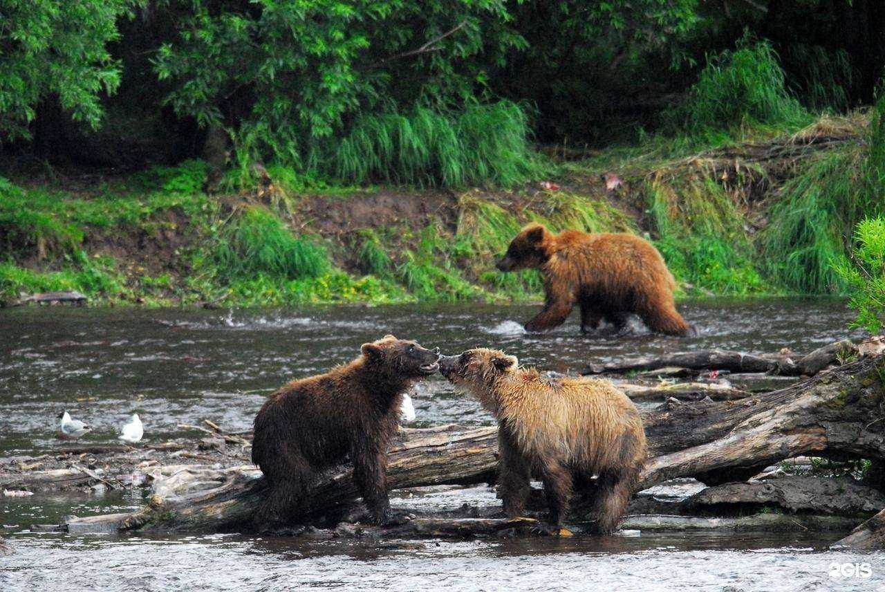 Отзывы на компанию Видение Камчатки в г. Петропавловск-Камчатский c фото
