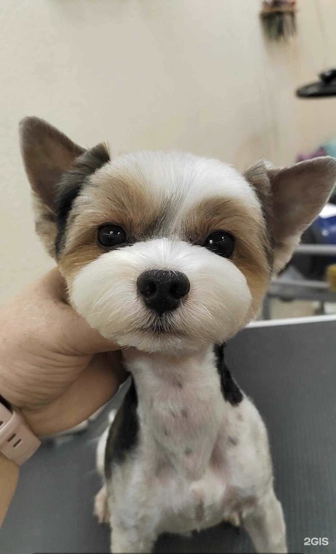 Отзывы на компанию Зоодизайн в г. Кемерово c фото