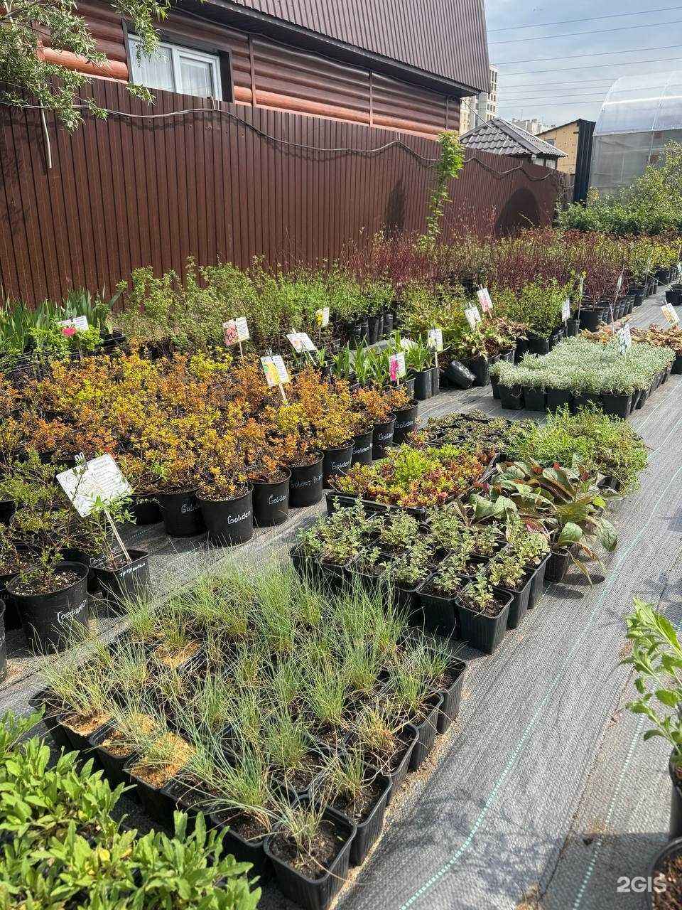 Отзывы на компанию Сибирский центр растений в г. Омск c фото