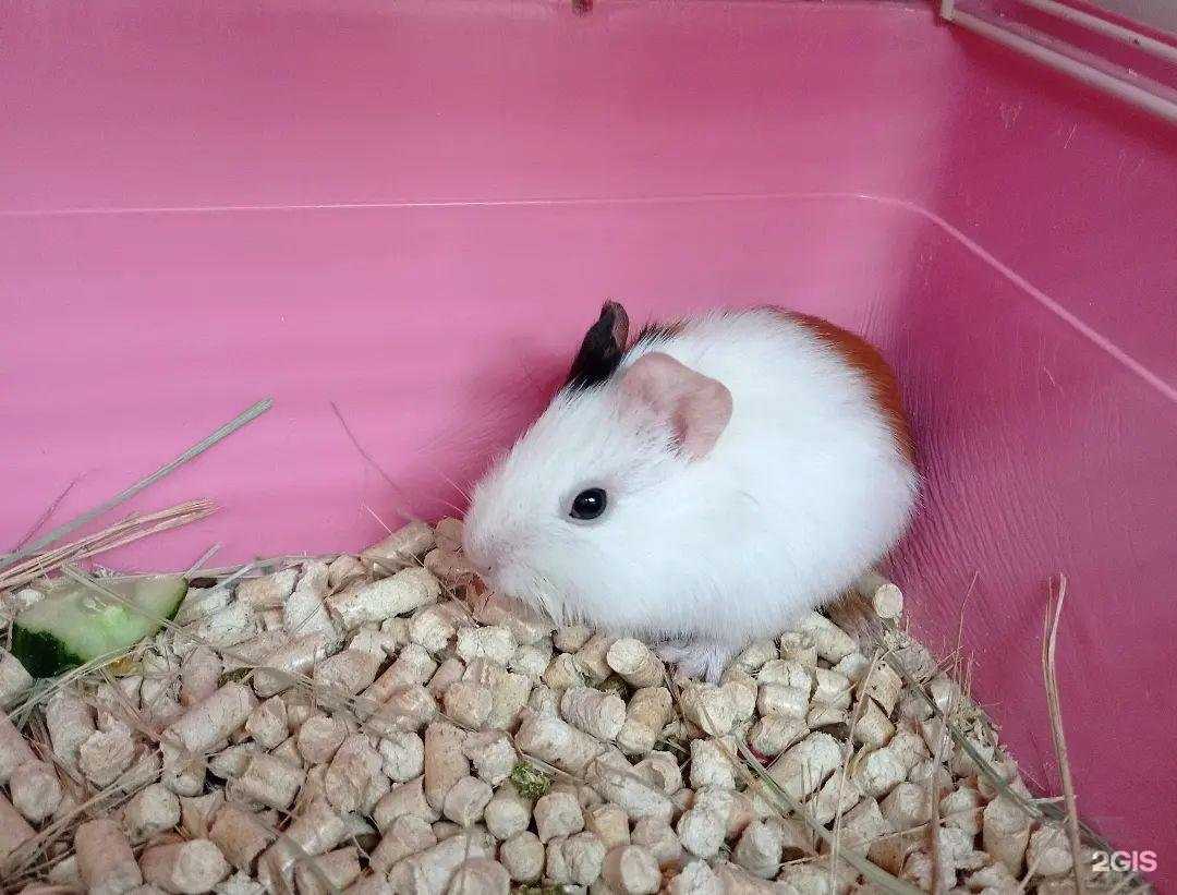 Отзывы на компанию Зоорай в г. Набережные Челны c фото