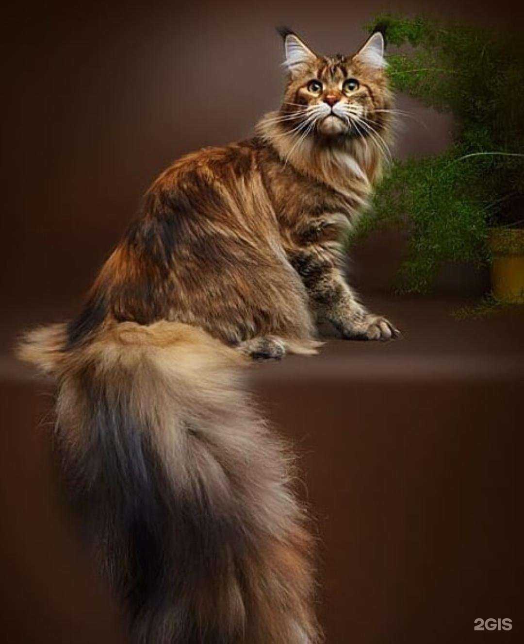 Отзывы на компанию Гав Ля Мур в Новосибирске c фото