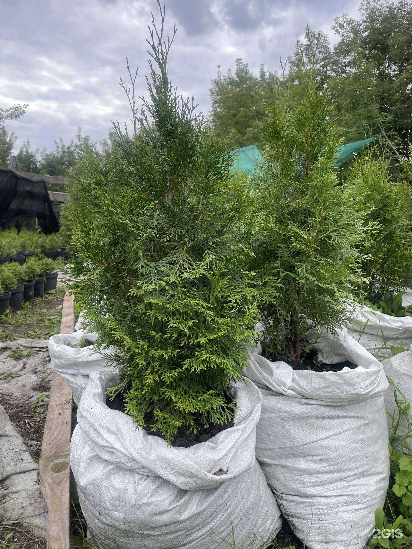 Отзывы на компанию Тюменский Хвойник в г. Тюмень c фото